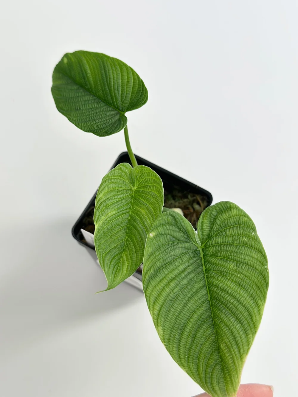 Philodendron lynnhannoniae #1732 *require high humidity  TL PLANT STUDIO