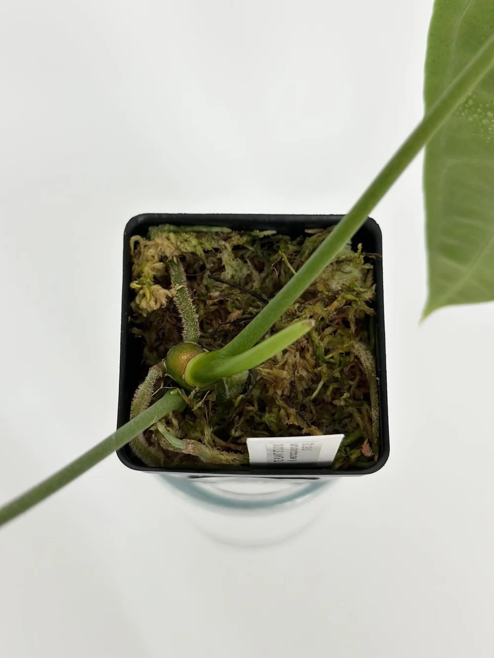 Anthurium warocqueanum #1612 — TL PLANT STUDIO