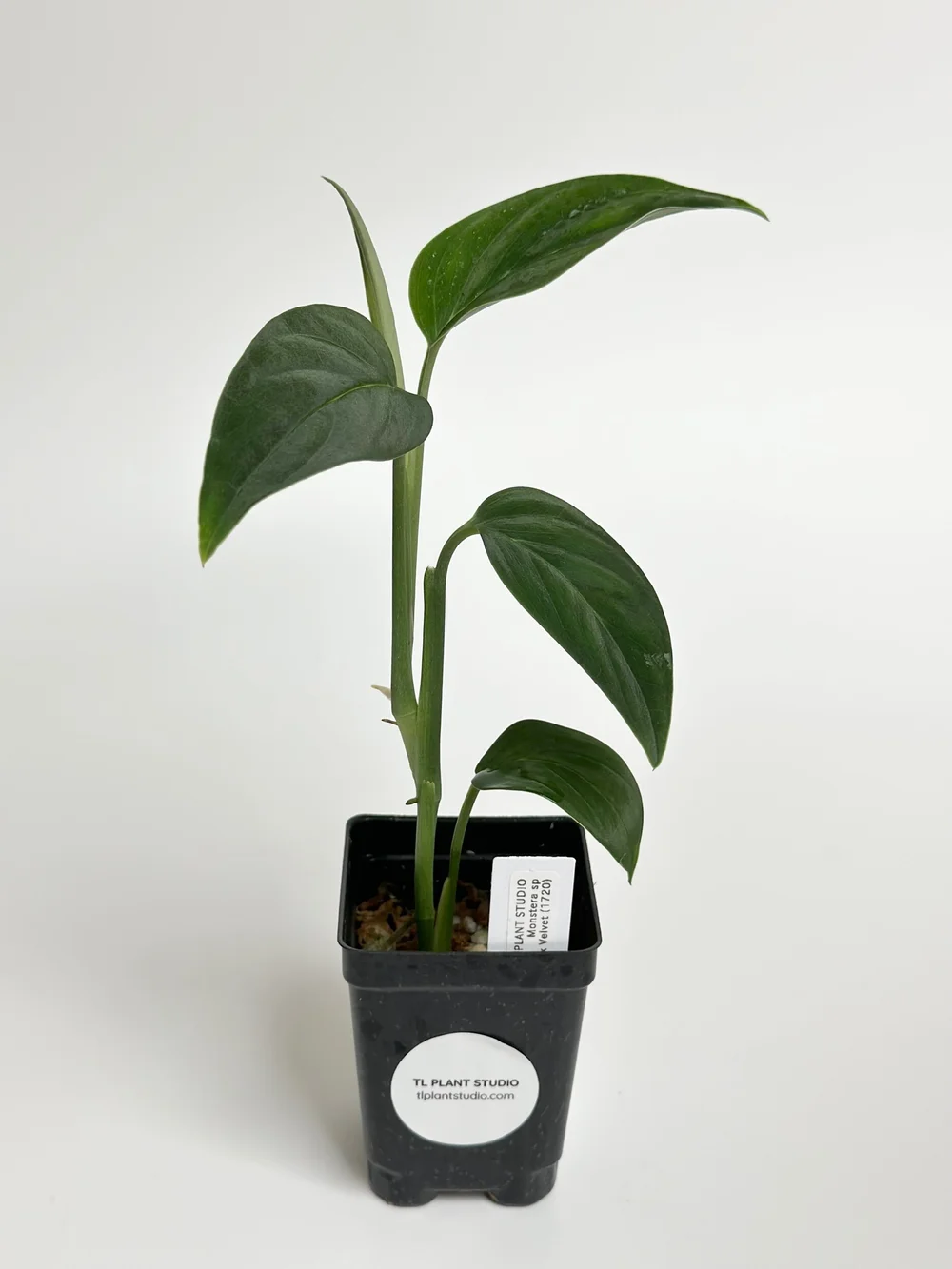 Monstera sp Black Velvet (Peru) #1720  TL PLANT STUDIO