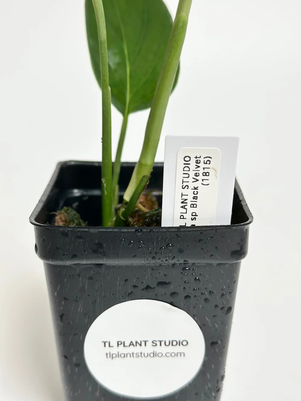 Monstera sp Black Velvet (Peru) #1815  TL PLANT STUDIO