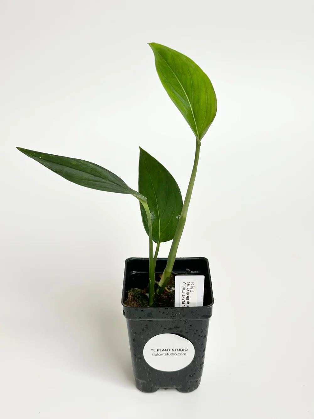 ovata plant Botany Bay Jade Plant
