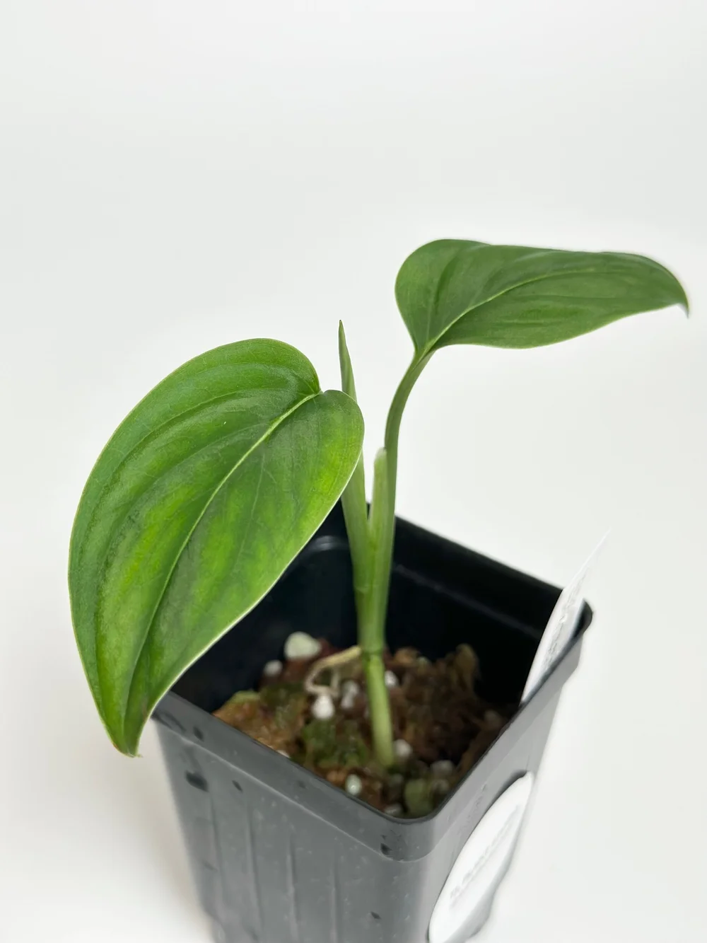 philodendron tattoo 6