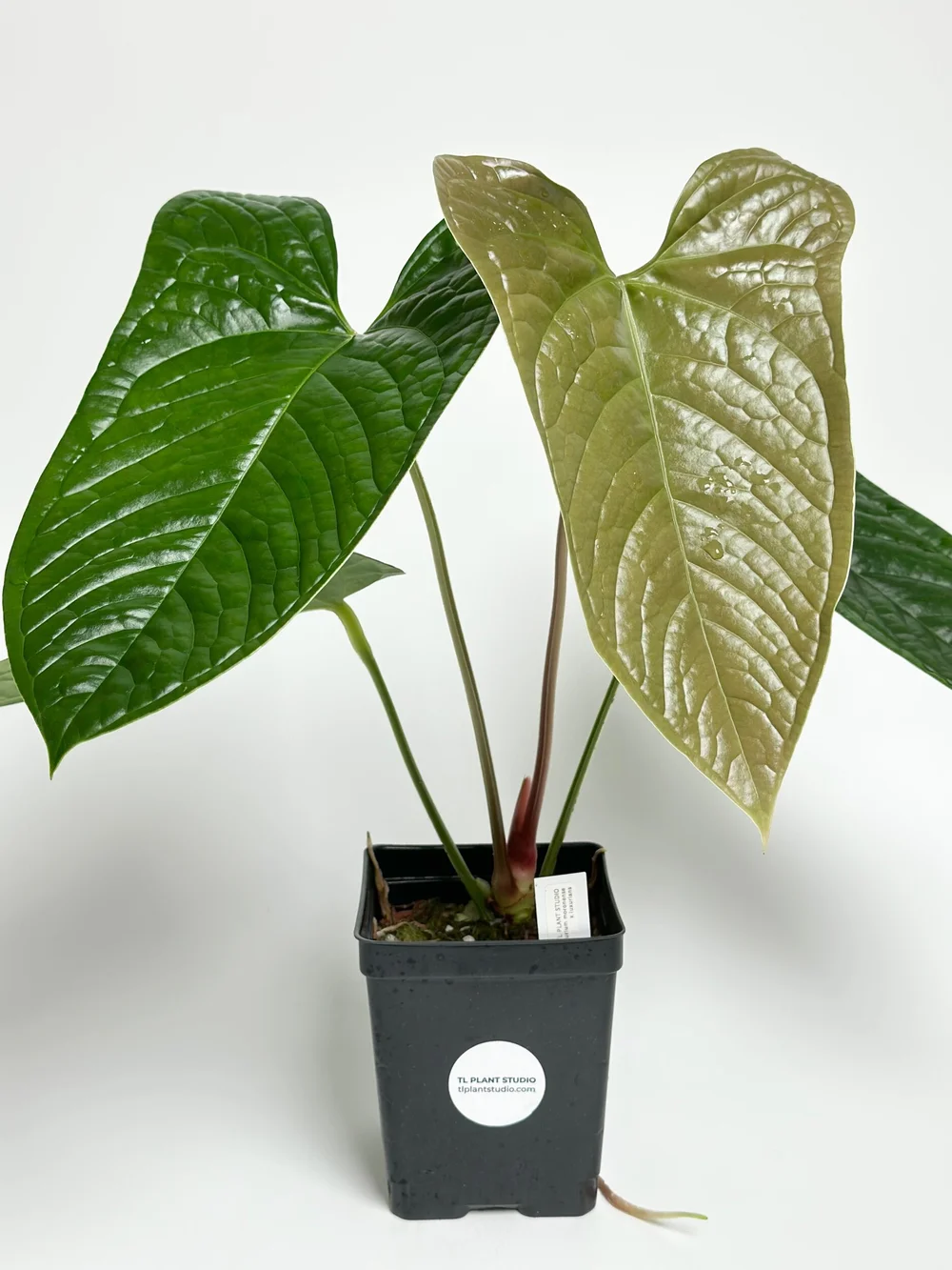 house plant with 8 leaves ZZ Plant, 8