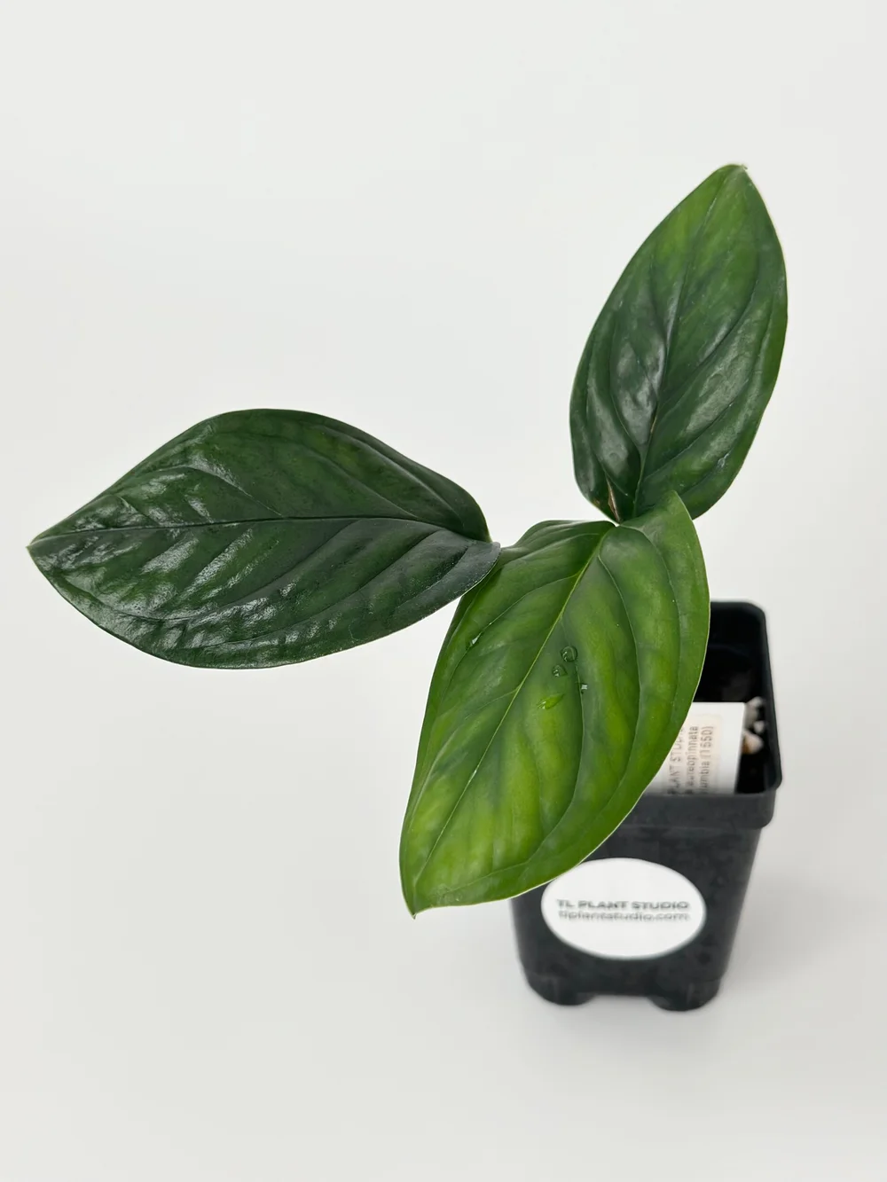 Monstera aureopinnata Colombian #1550  TL PLANT STUDIO