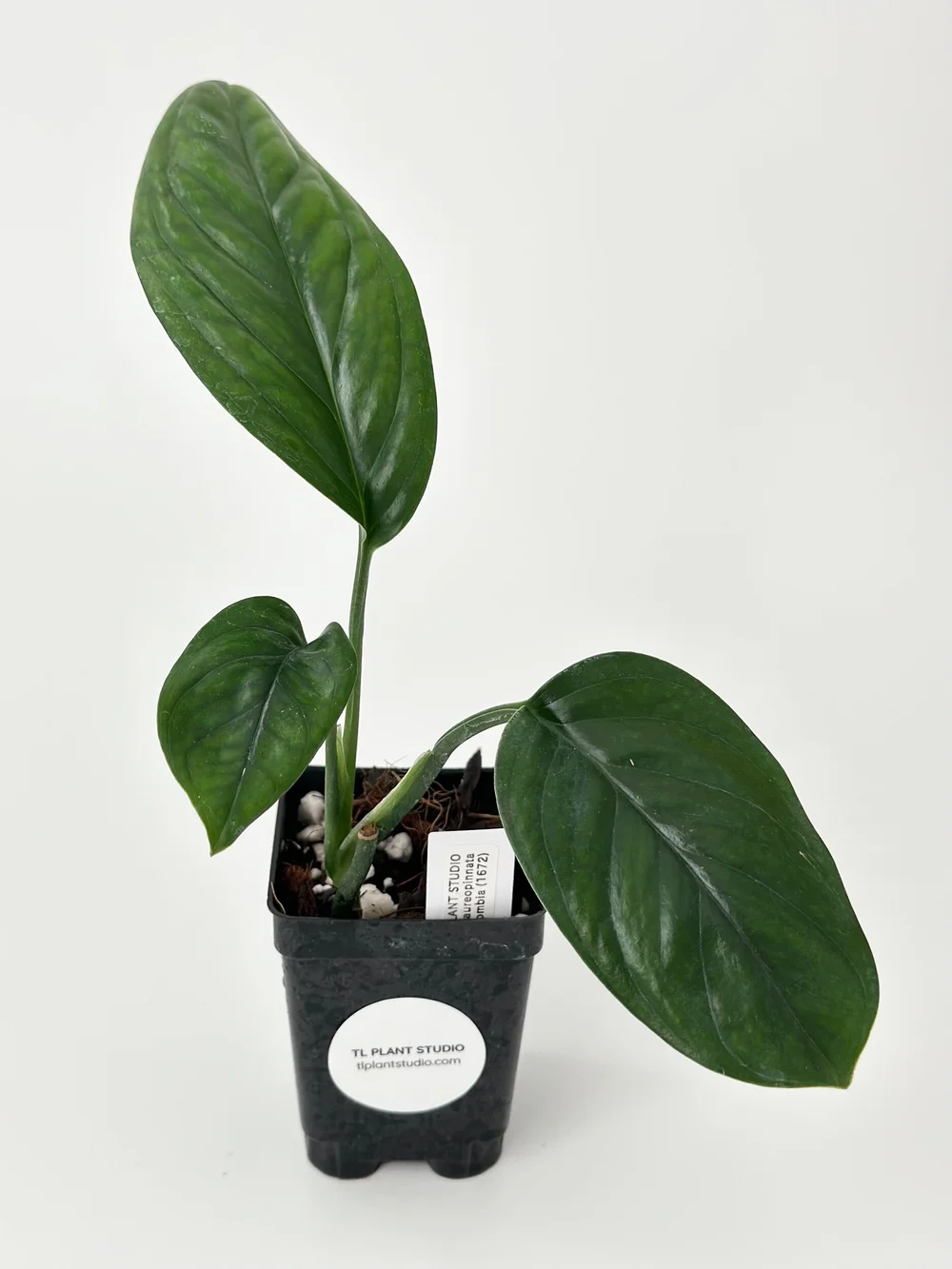 philodendron domesticum Philodendron Domesticum Narrow  Pots For Plants