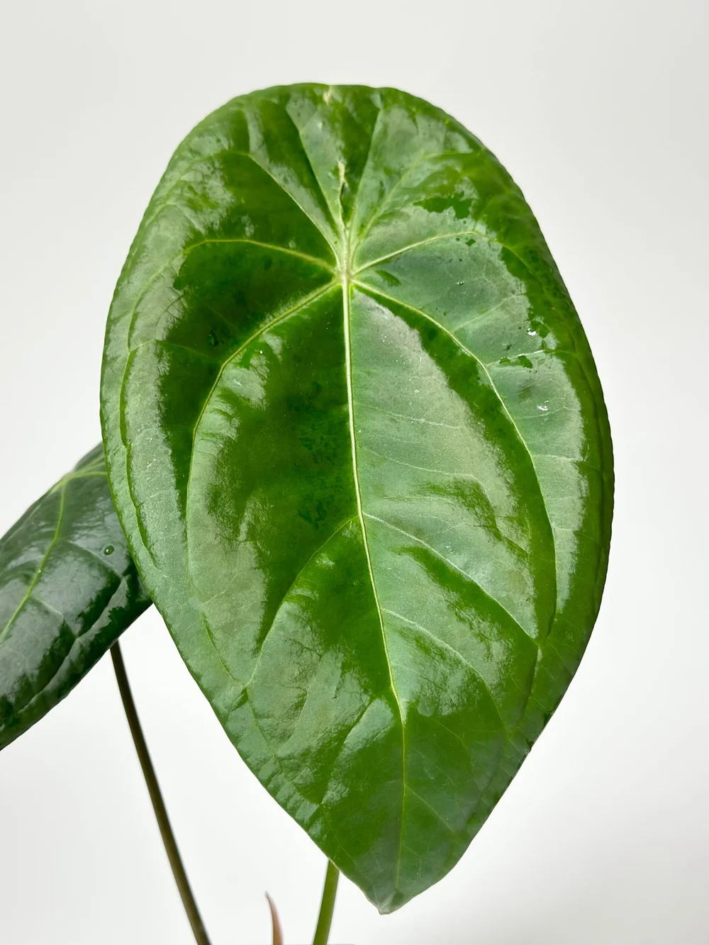 Anthurium nigrolaminum x forgetii #1790  TL PLANT STUDIO