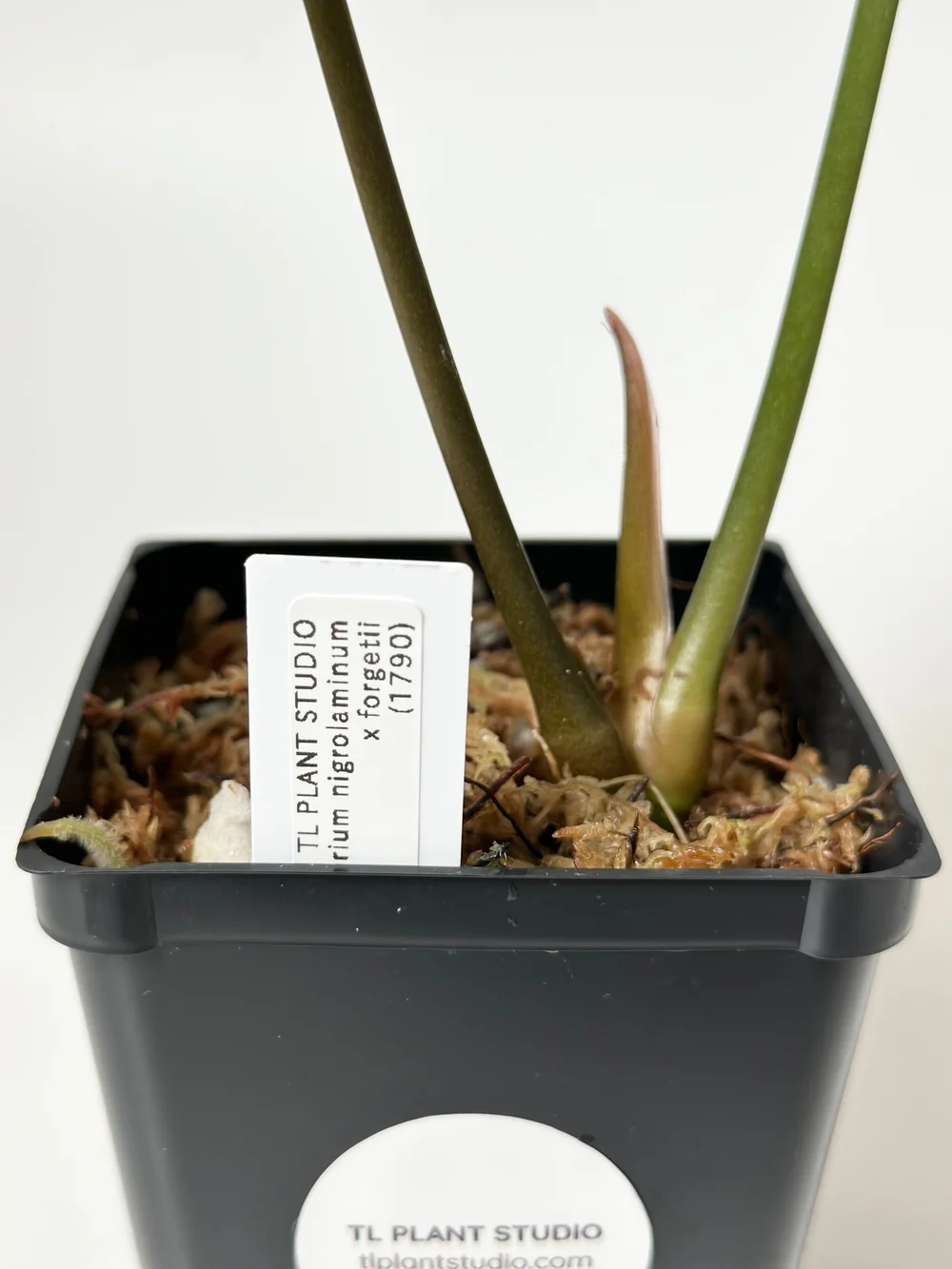 Anthurium nigrolaminum x forgetii #1790  TL PLANT STUDIO