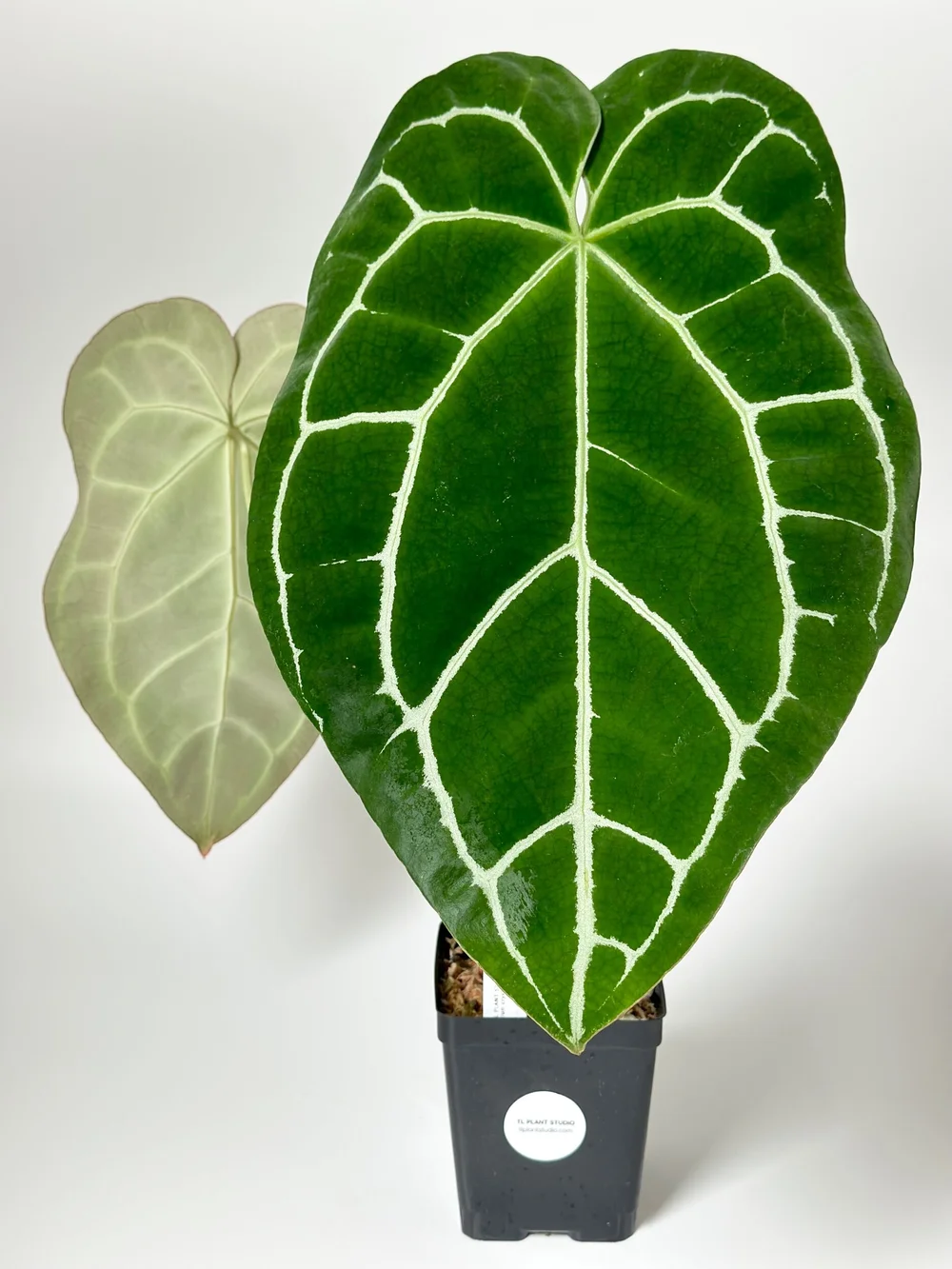anthurium blue Anthurium 'Blue Velvet' x self main image 1