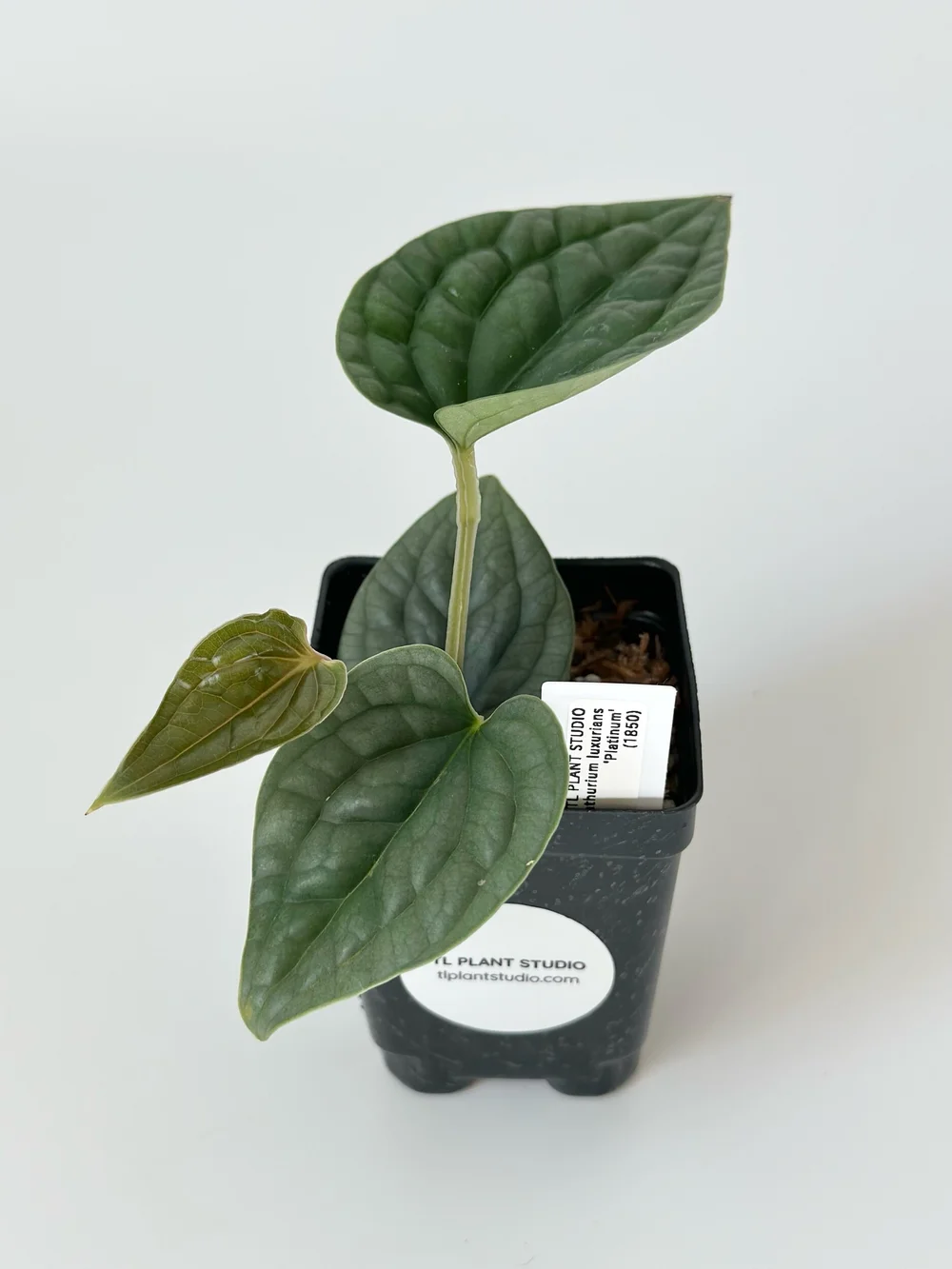 obake anthurium Anth. Queen of Hearts (Red Obake) main image 0