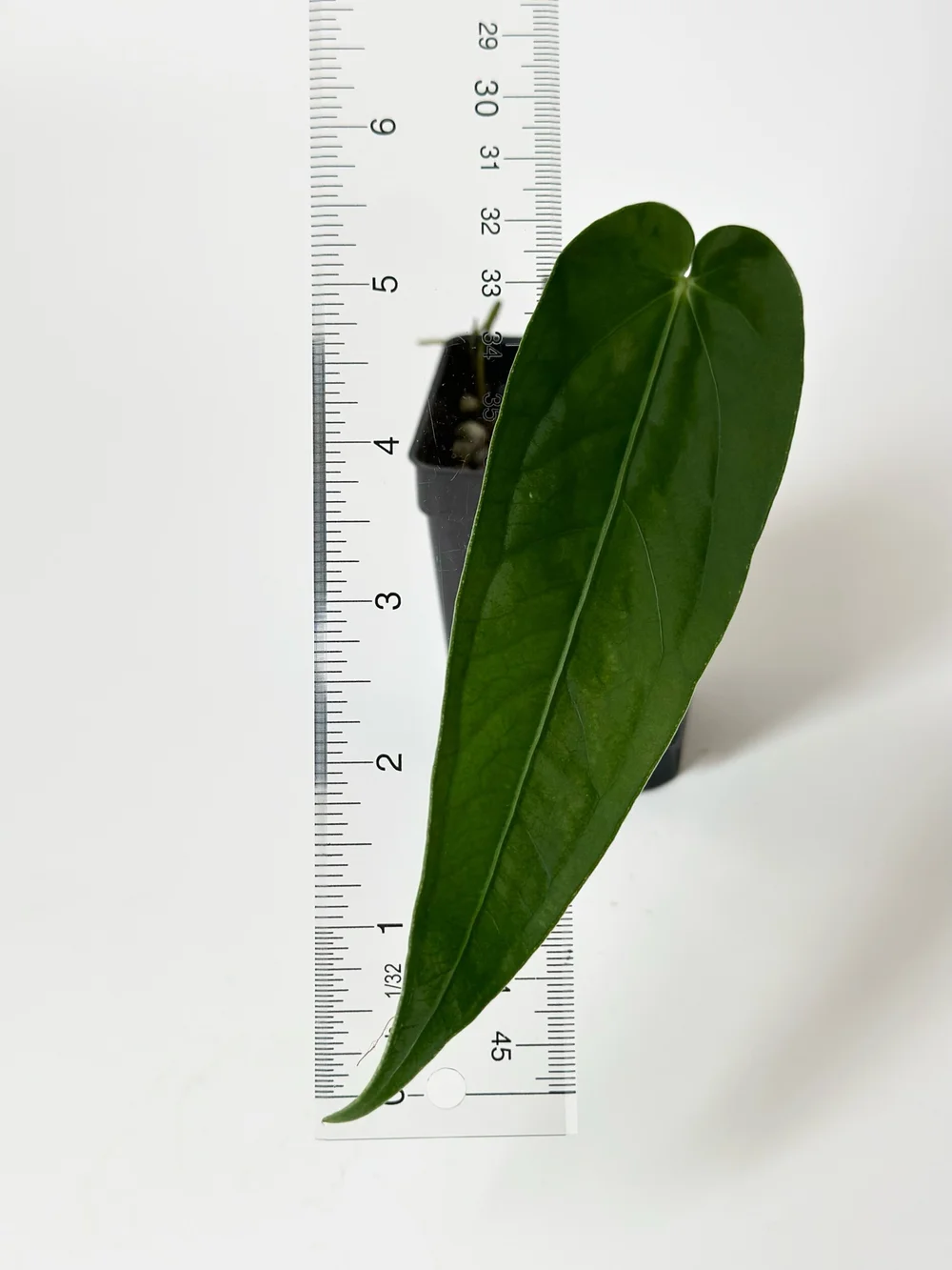 Custom Order for Amanda Only - Anthurium ecuadorensis x warocqueanum  TL  PLANT STUDIO