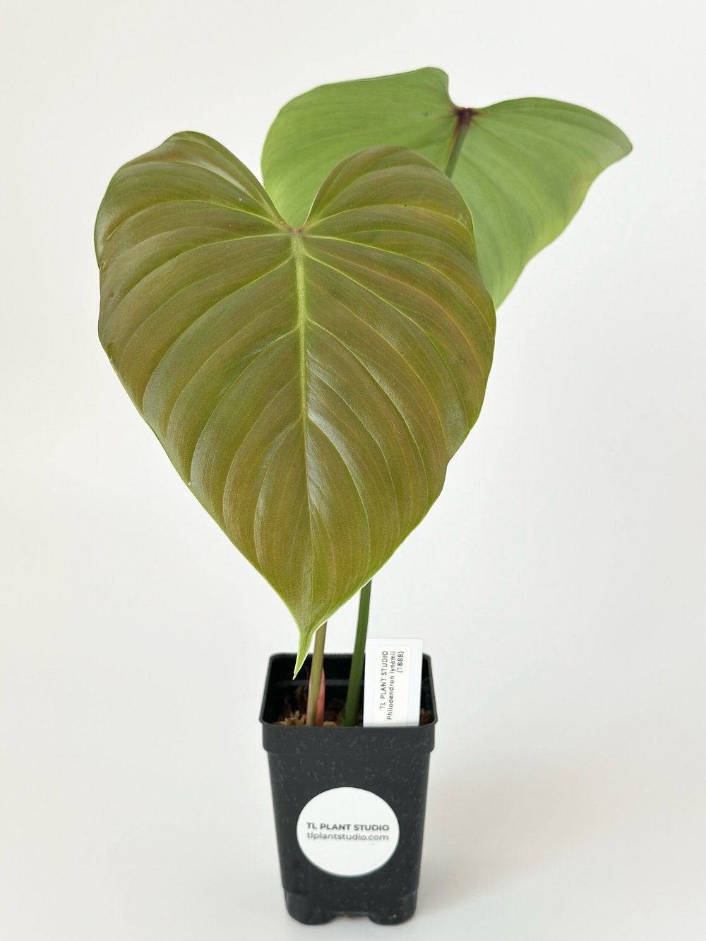 large pink princess philodendron Large Philodendron Pink Princess Variegated 3.5" Pot Halfmoon