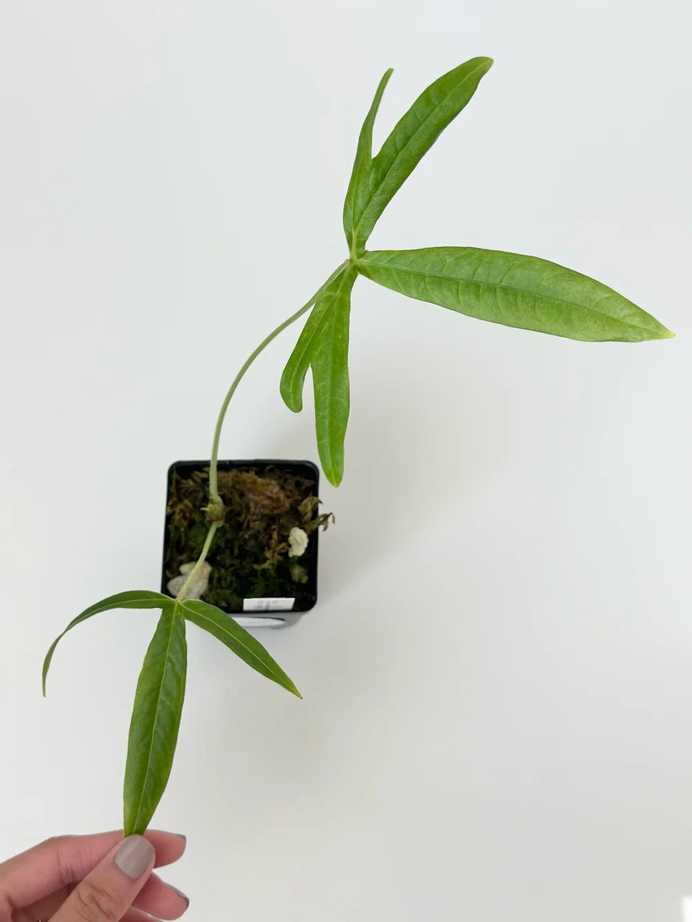 Anthurium angustisectum #1798  TL PLANT STUDIO