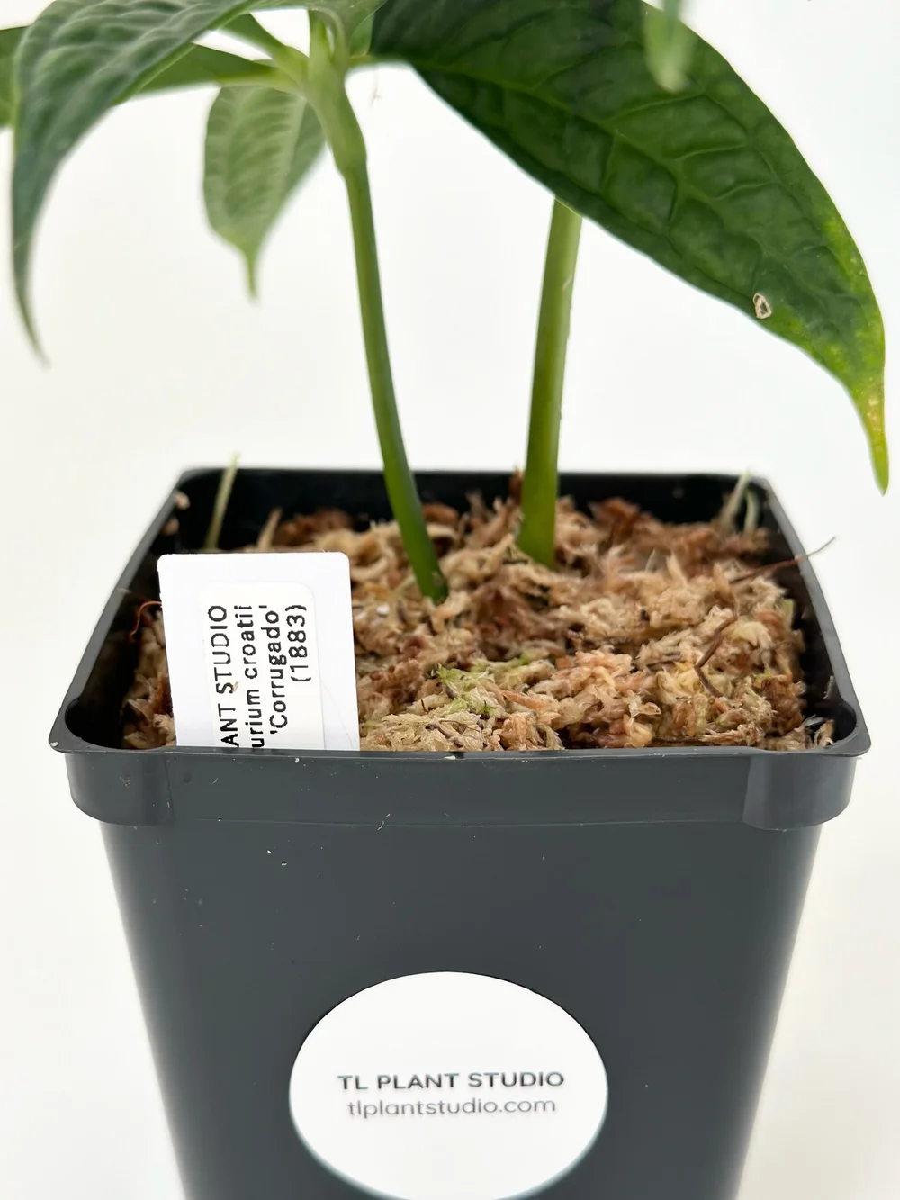 anthurium crystallinum x 4