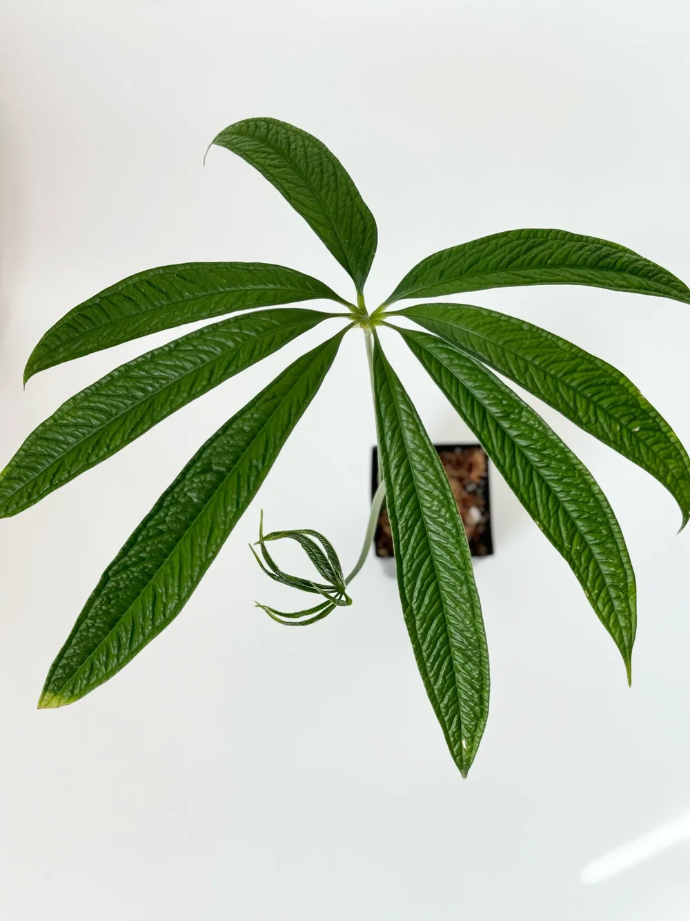 Anthurium croatii 'Corrugado' #1884 — TL PLANT STUDIO