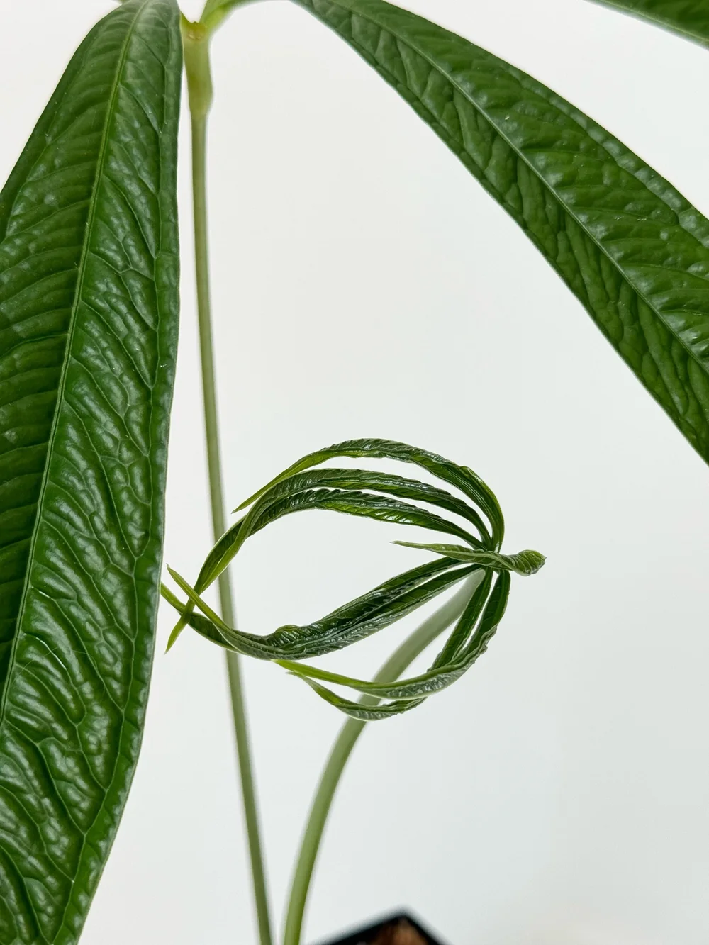 rl aloe vera Lampe Berger : Aloe Vera Water Lamp Fragrance main image 1