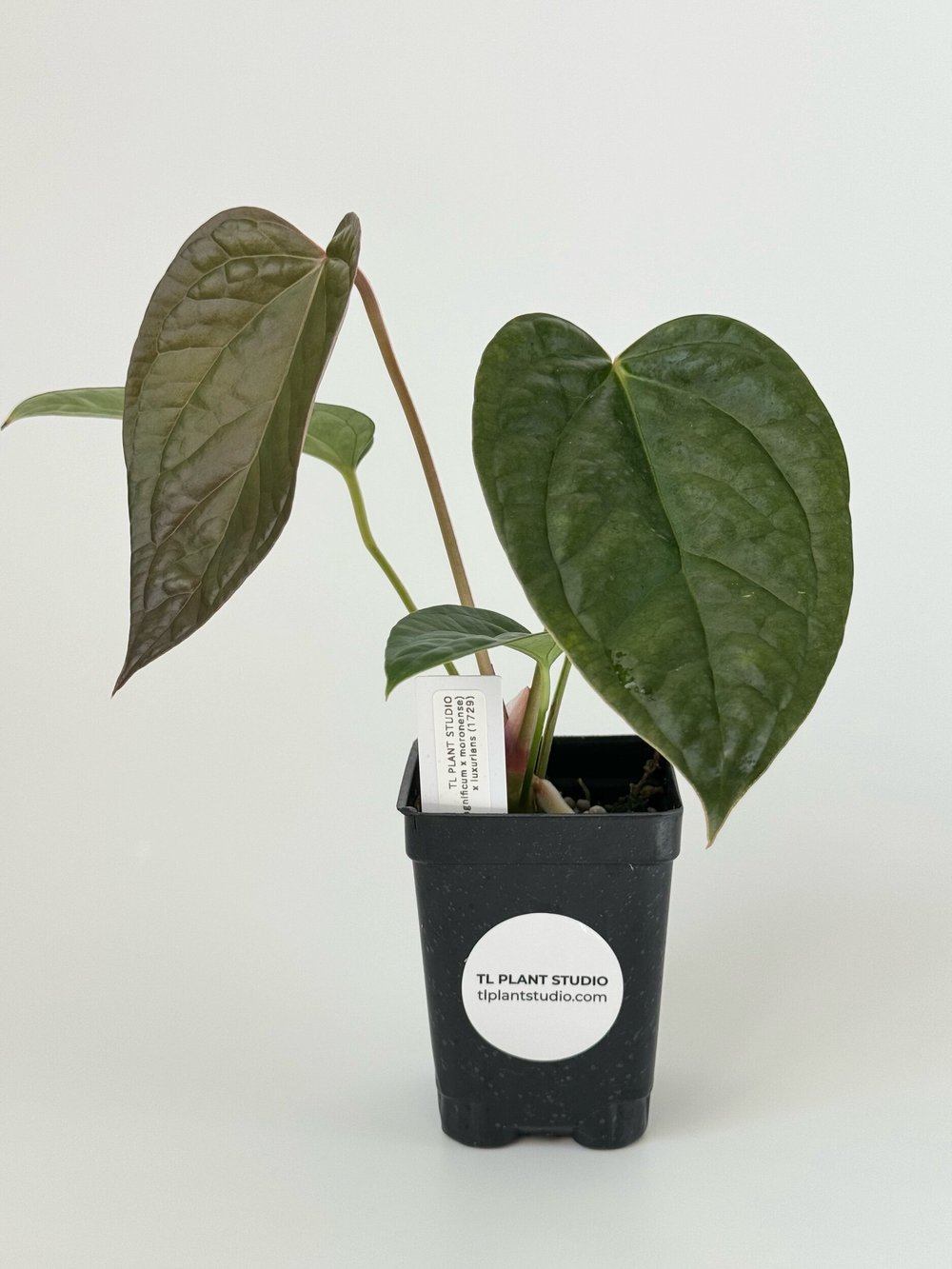 Anthurium (magnificum x moronense) x luxurians #1729  TL PLANT STUDIO