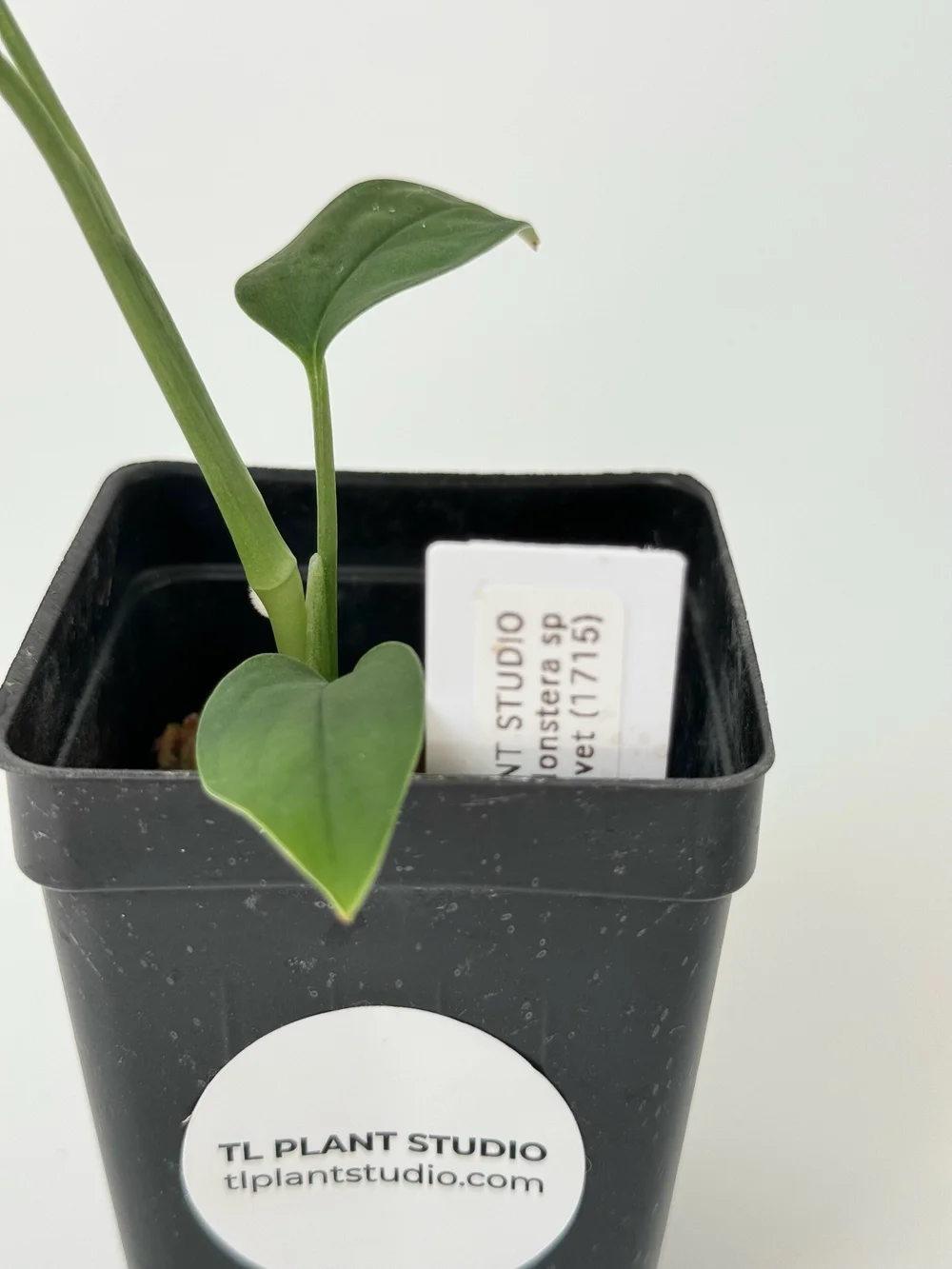 philodendron florida beauty alba Philodendron Florida Beauty – Foliage Factory main image 0