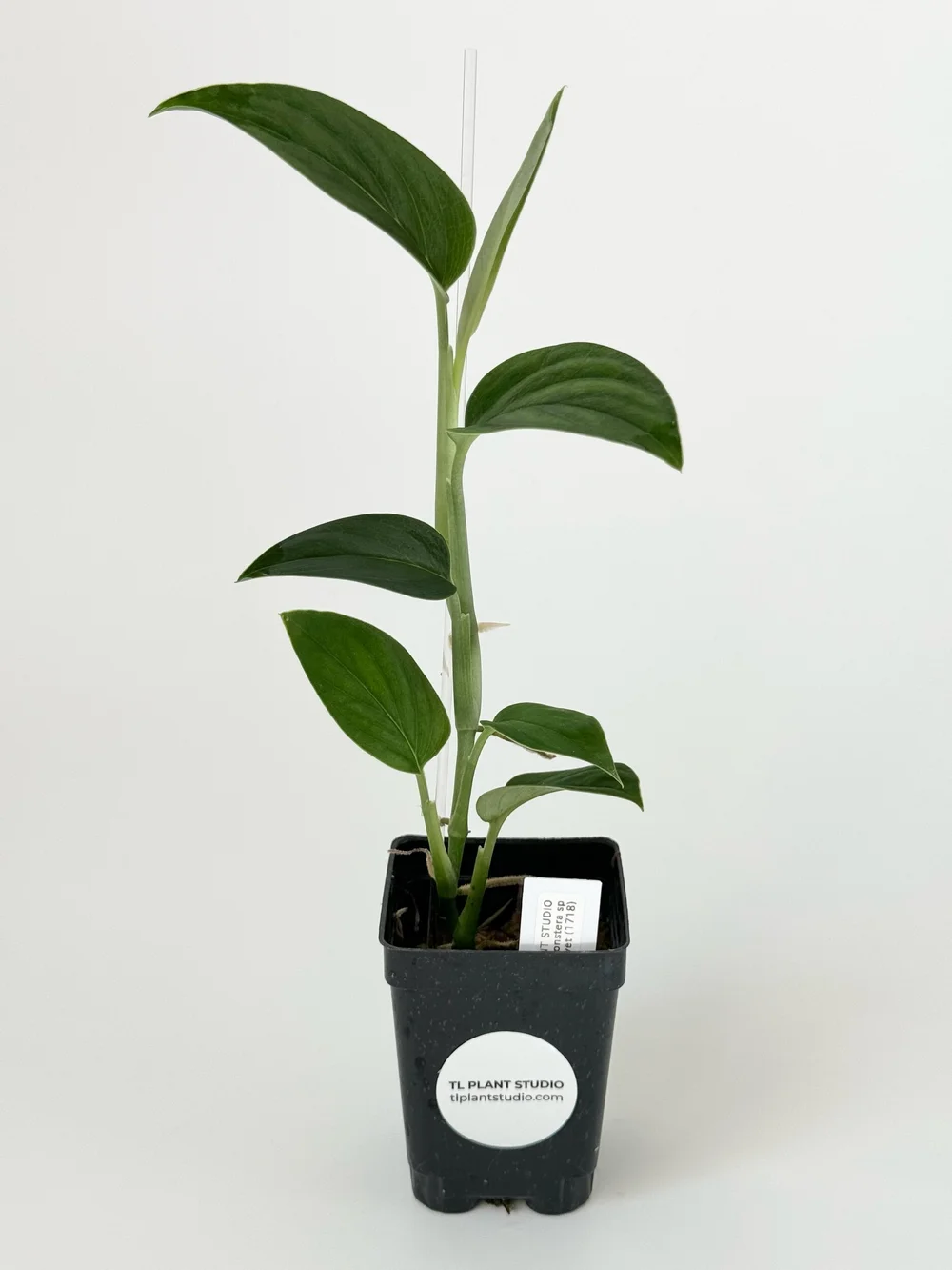 philodendron green princess größe Explore Our Philodendron Green Princess