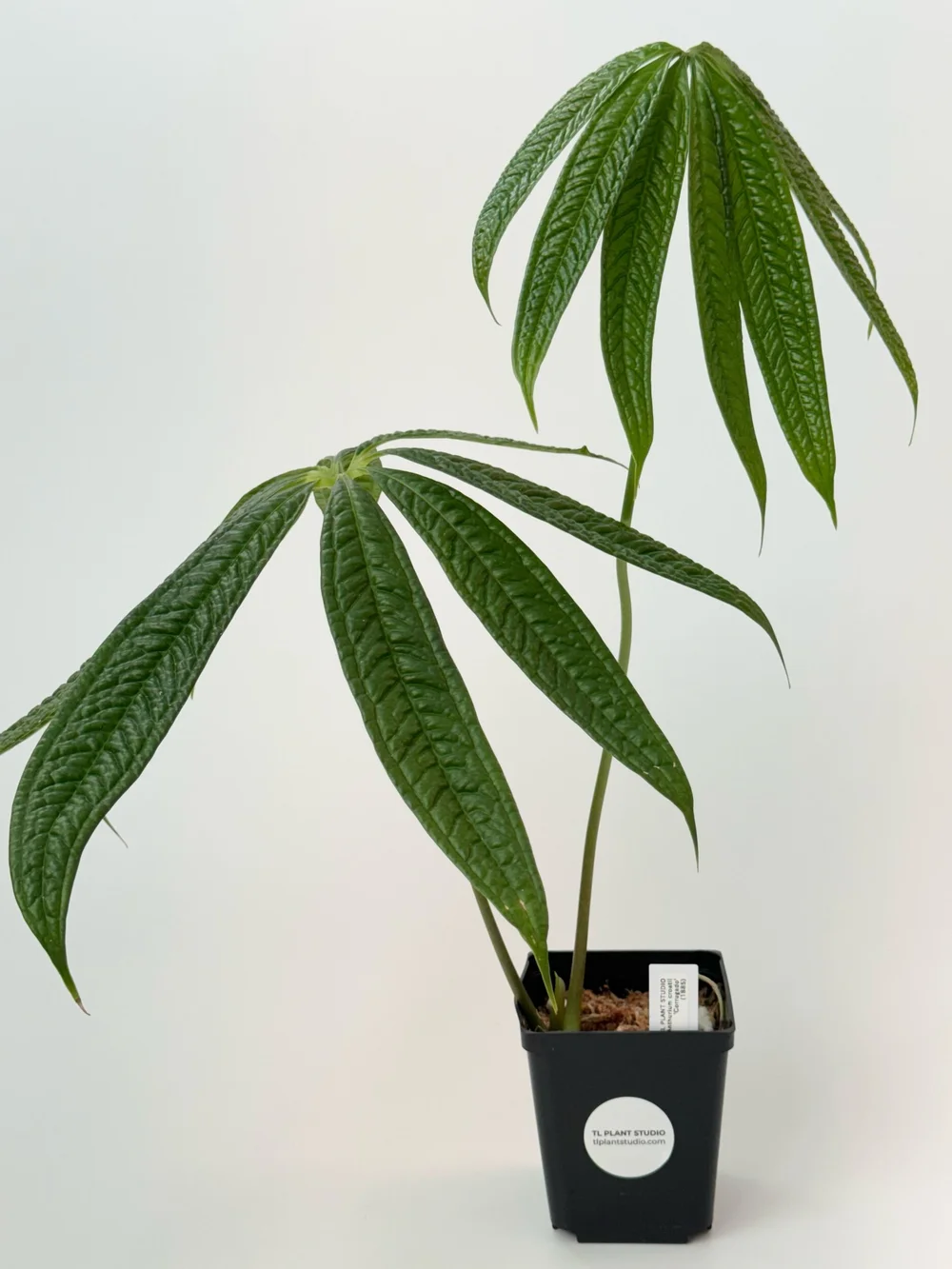 Anthurium croatii 'Corrugado' #1885 — TL PLANT STUDIO