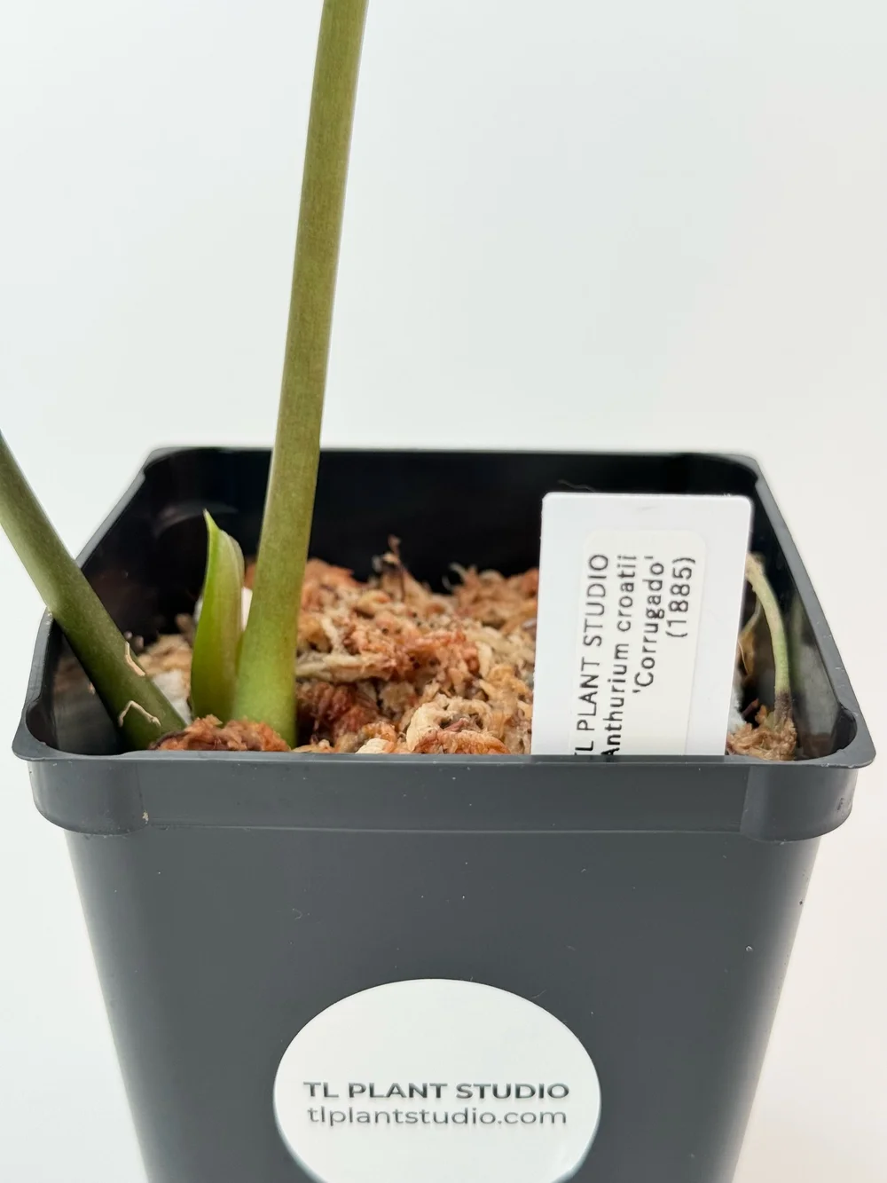 Anthurium croatii 'Corrugado' #1885 — TL PLANT STUDIO