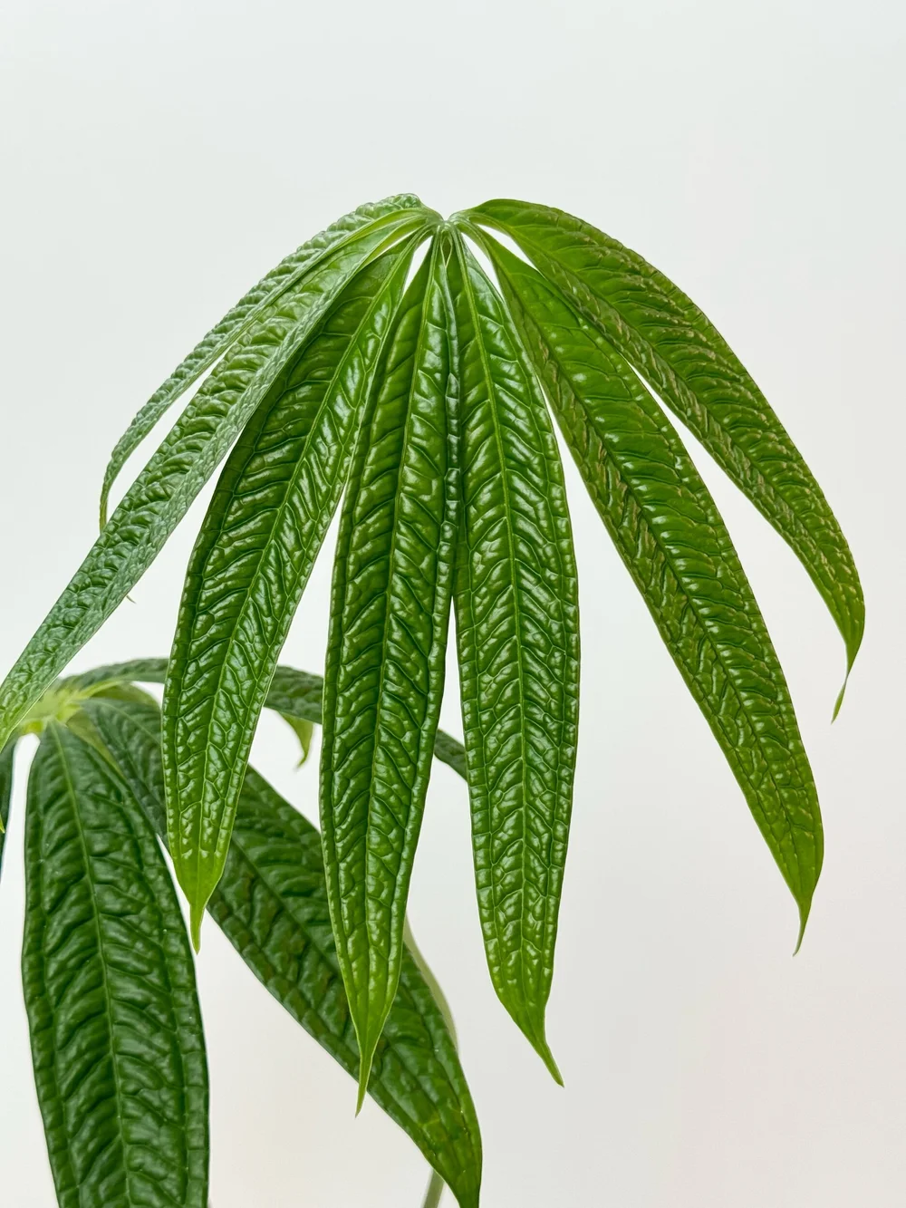 Anthurium croatii 'Corrugado' #1885 — TL PLANT STUDIO