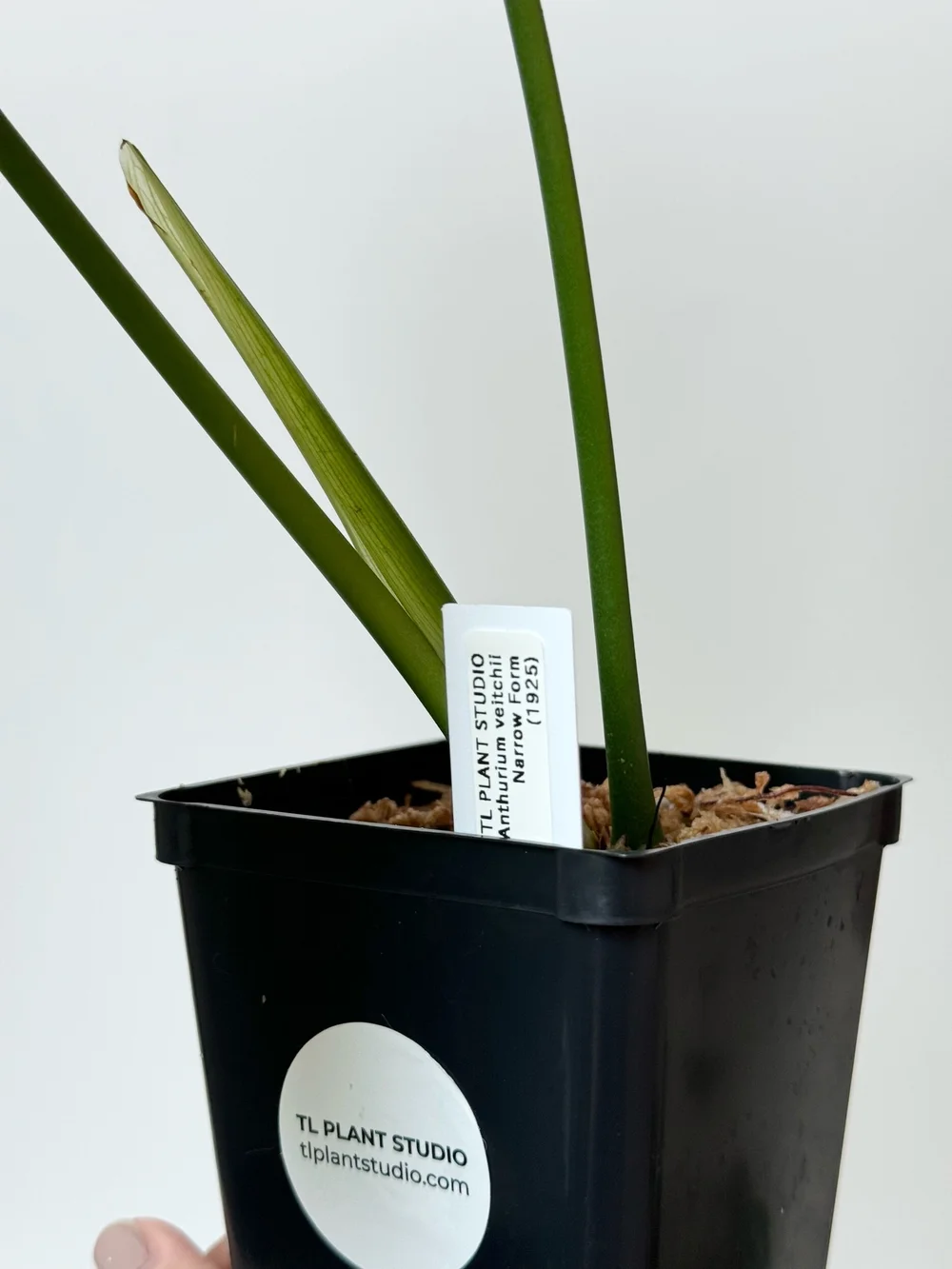 16in leaf Anthurium veitchii Narrow Form #1925 — TL PLANT STUDIO