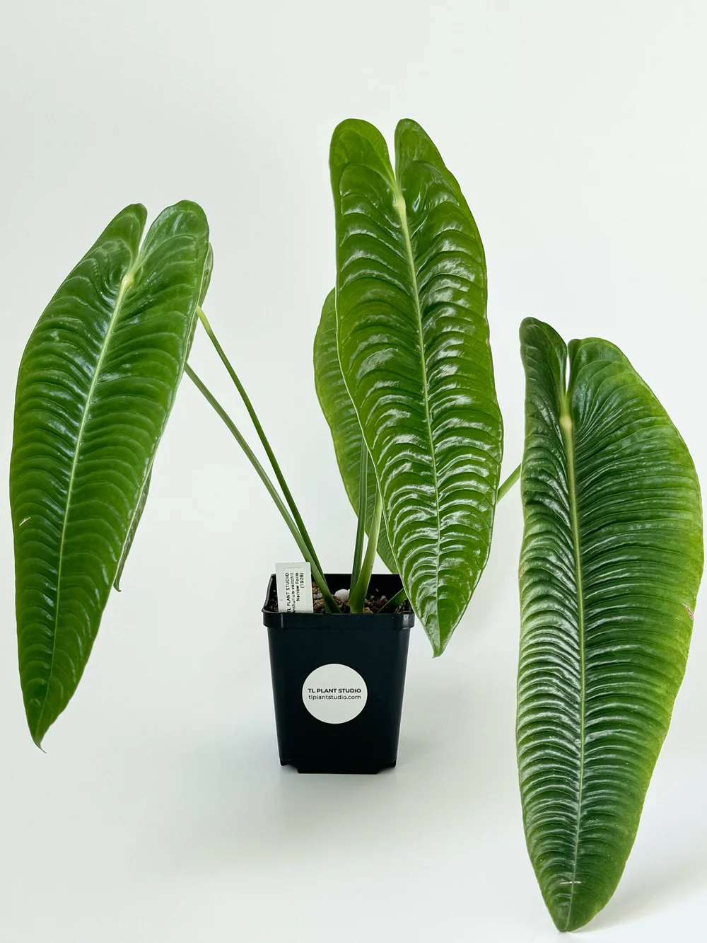 Anthurium veitchii Narrow Form #1928  TL PLANT STUDIO