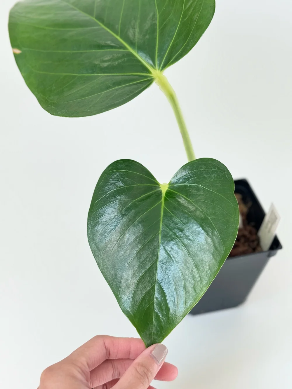 Anthurium cerrocampanense #1929  TL PLANT STUDIO