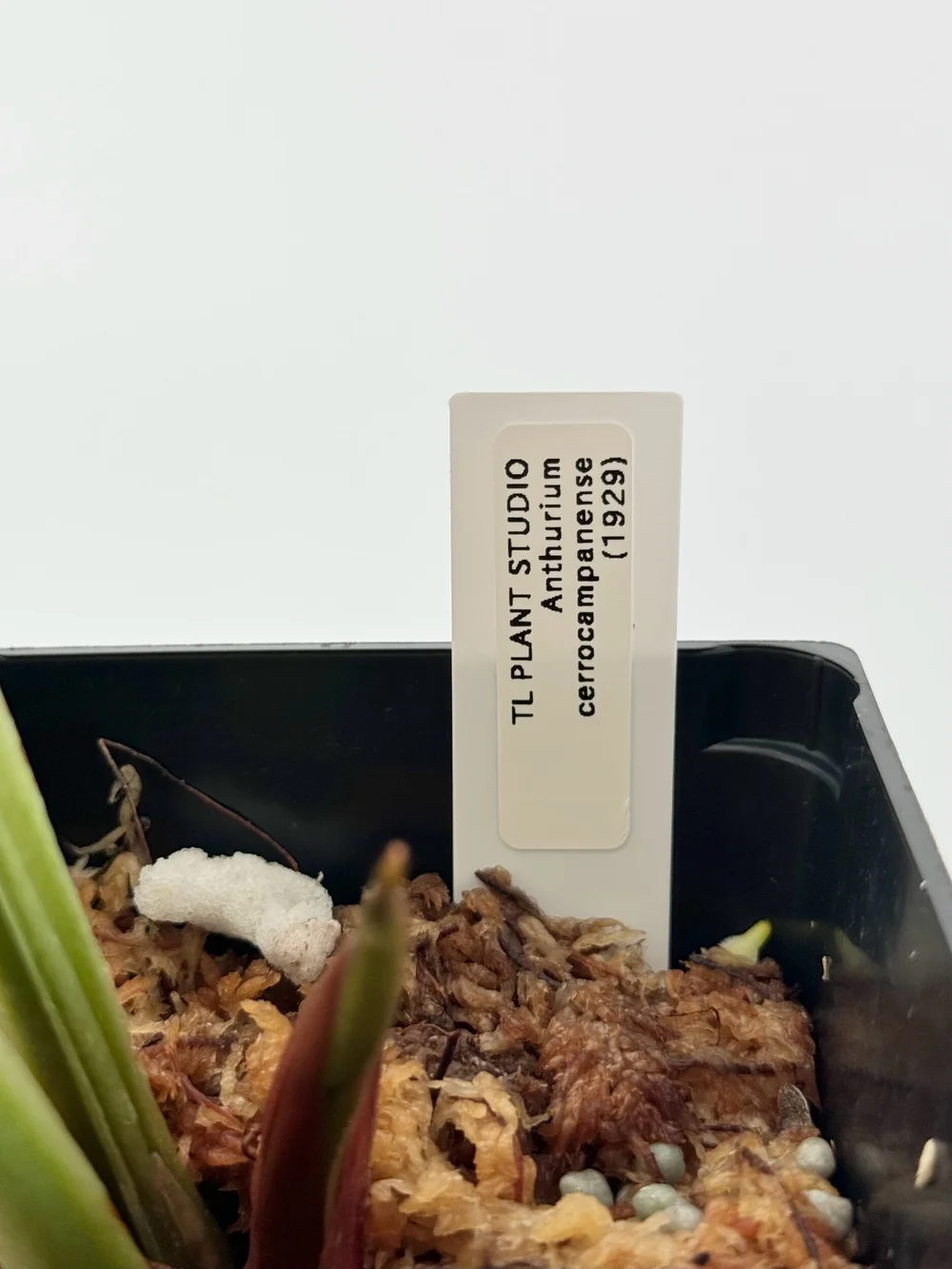 Anthurium cerrocampanense #1929  TL PLANT STUDIO