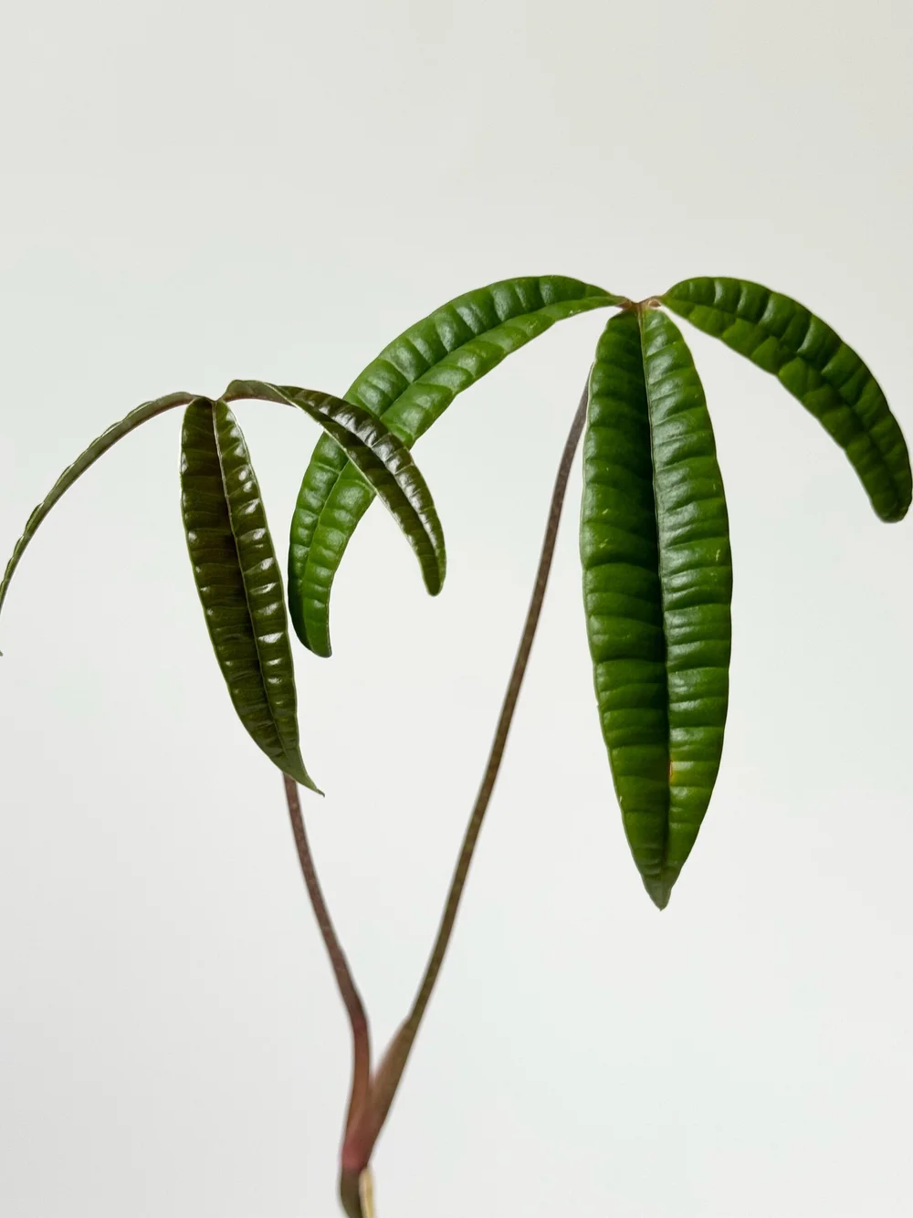 Anthurium cutucuense #1963  TL PLANT STUDIO
