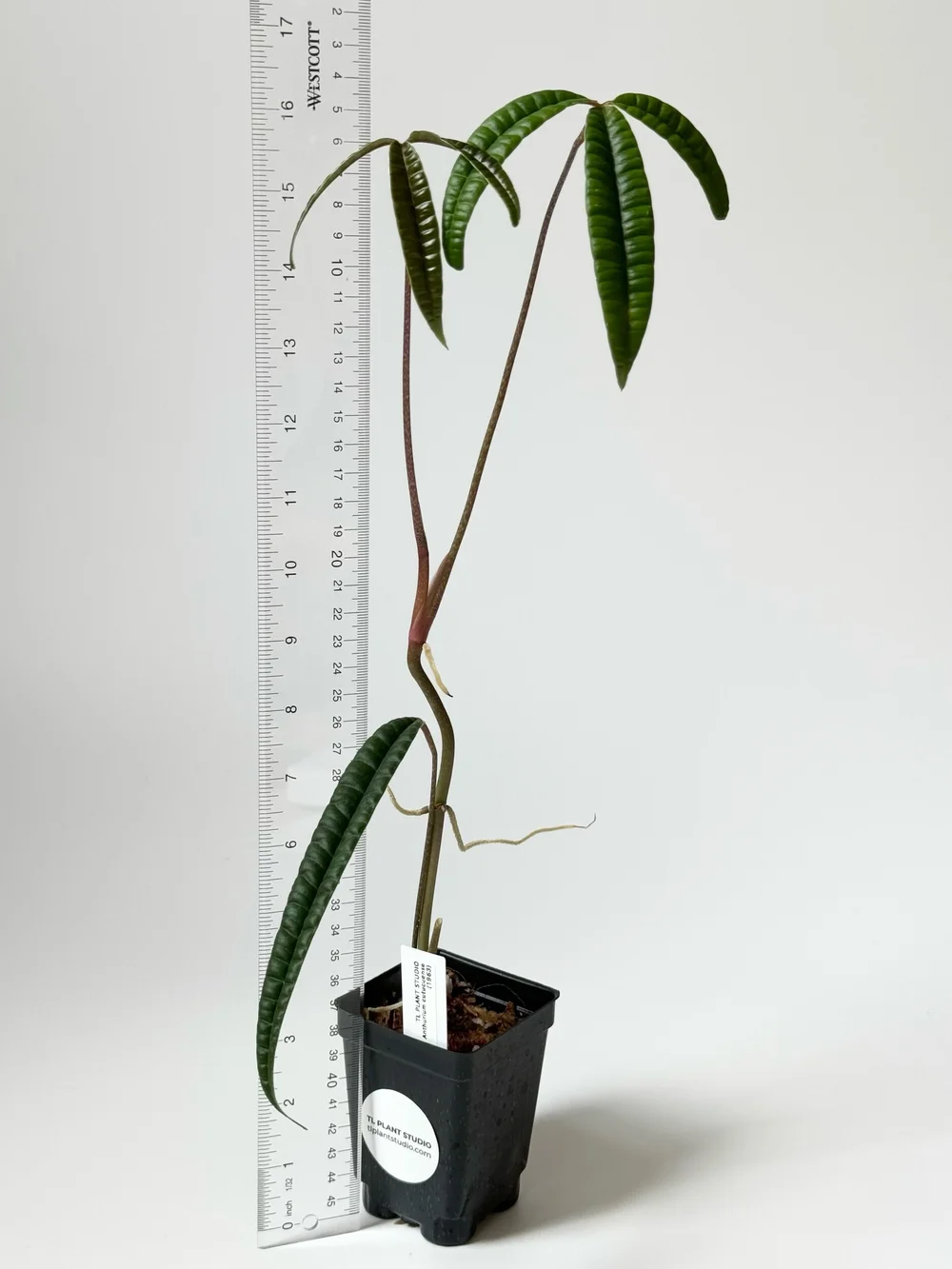 Anthurium cutucuense #1963  TL PLANT STUDIO