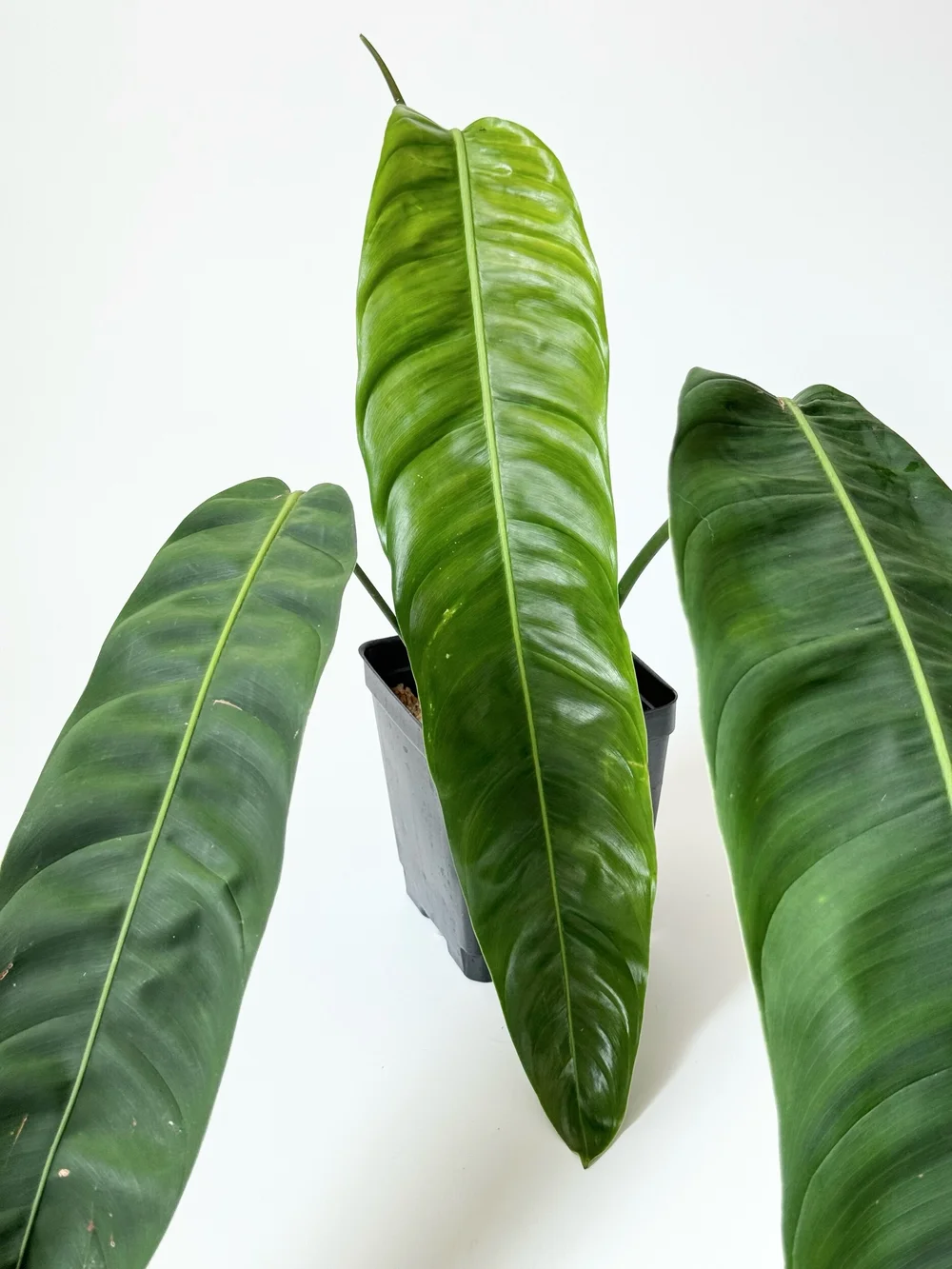 XL 18in leaves Philodendron patriciae #1965  TL PLANT STUDIO