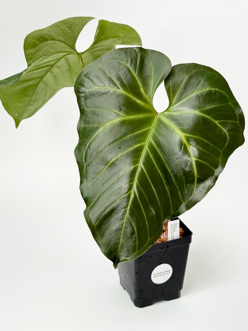 Large Anthurium pedatum x crystallinum #1951  TL PLANT STUDIO