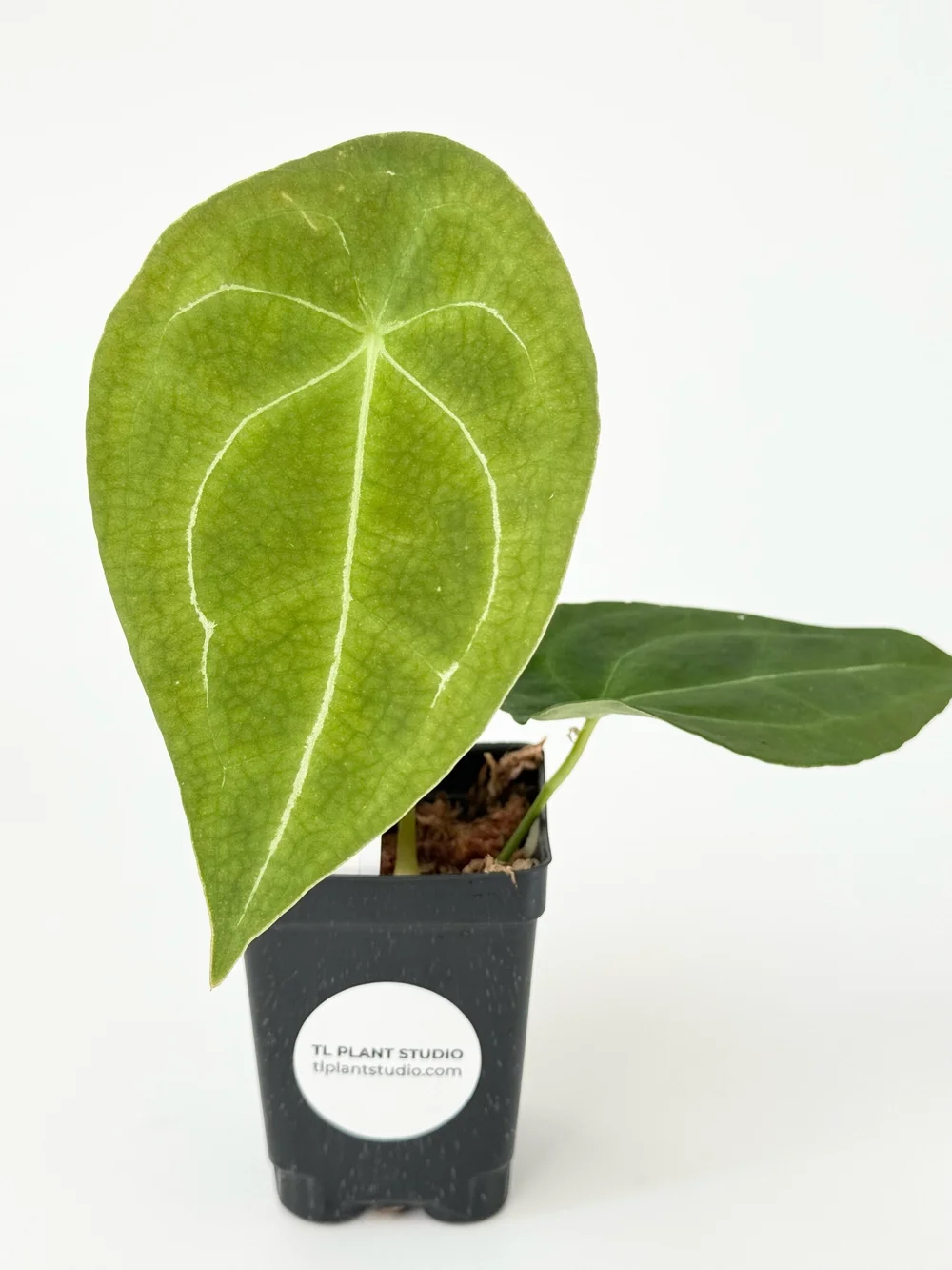 Anthurium forgetii dark form #1979  TL PLANT STUDIO