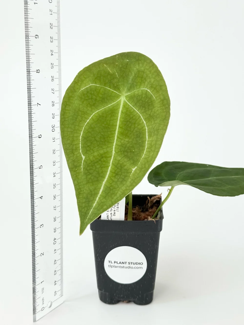 anthurium plant Anthurium Plant main image 1