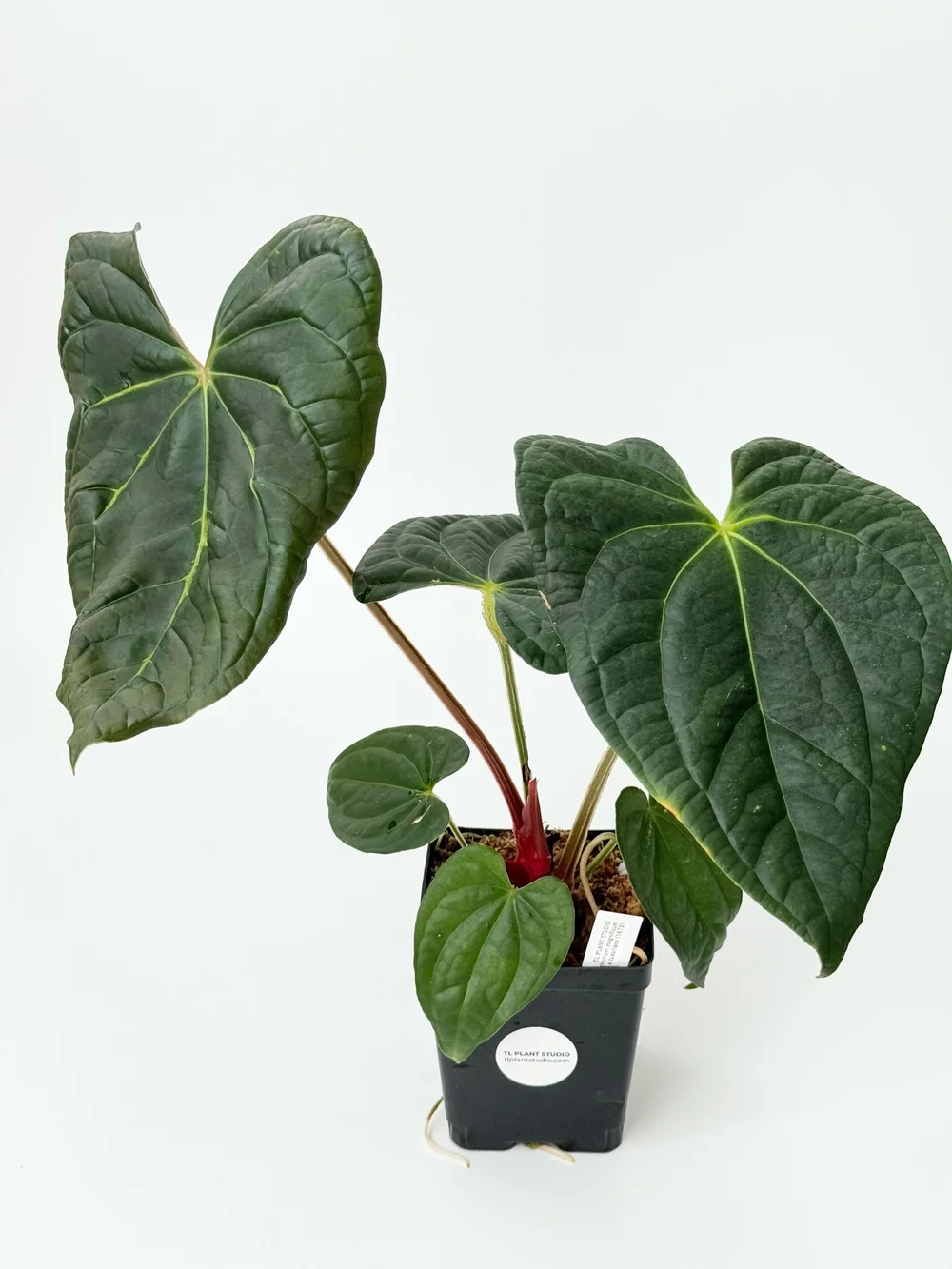 Large Anthurium magnificum x luxurians #1675  TL PLANT STUDIO