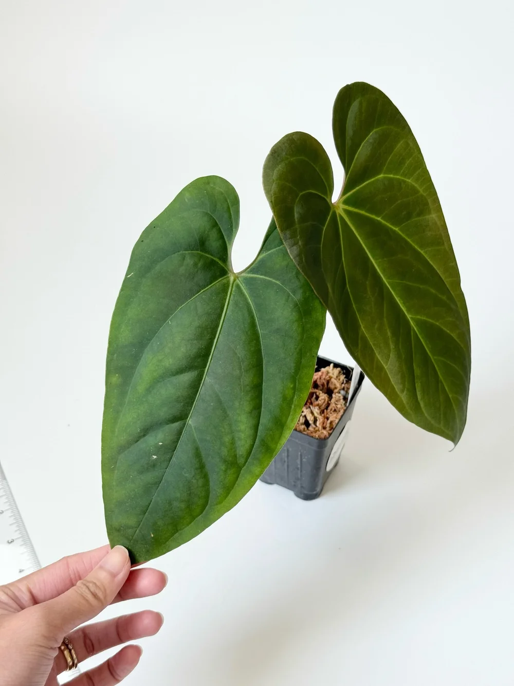 Anthurium sagittatum x besseae aff #1949  TL PLANT STUDIO