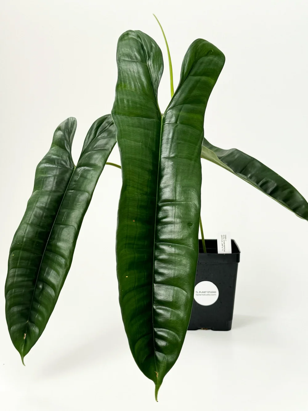 philodendron princess tricolor Philodendron 'Fresh Aurea' ('White Princess Aurea Tricolor') Large main image 0