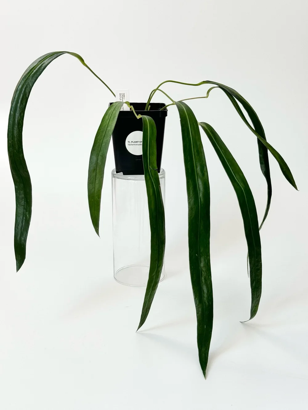 Anthurium friedrichsthalii #1994  TL PLANT STUDIO