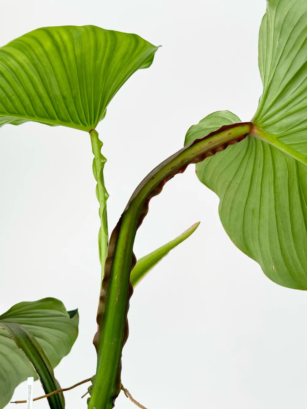 Large Philodendron alatiundulatum #1998  TL PLANT STUDIO