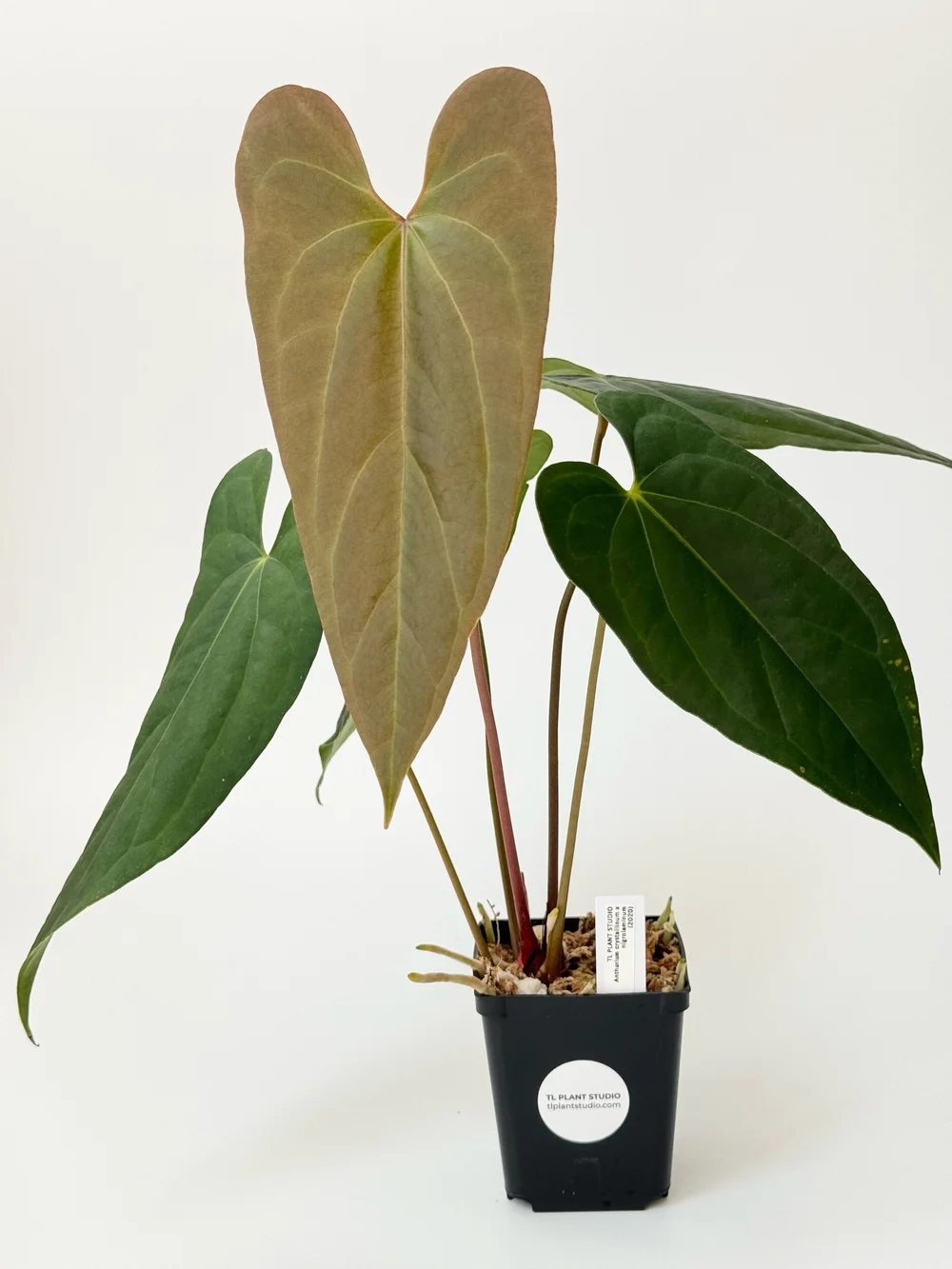 bogenhanf sansevieria zeylanica Bogenhanf - Sansevieria zeylanica Ø:17 H:60 cm