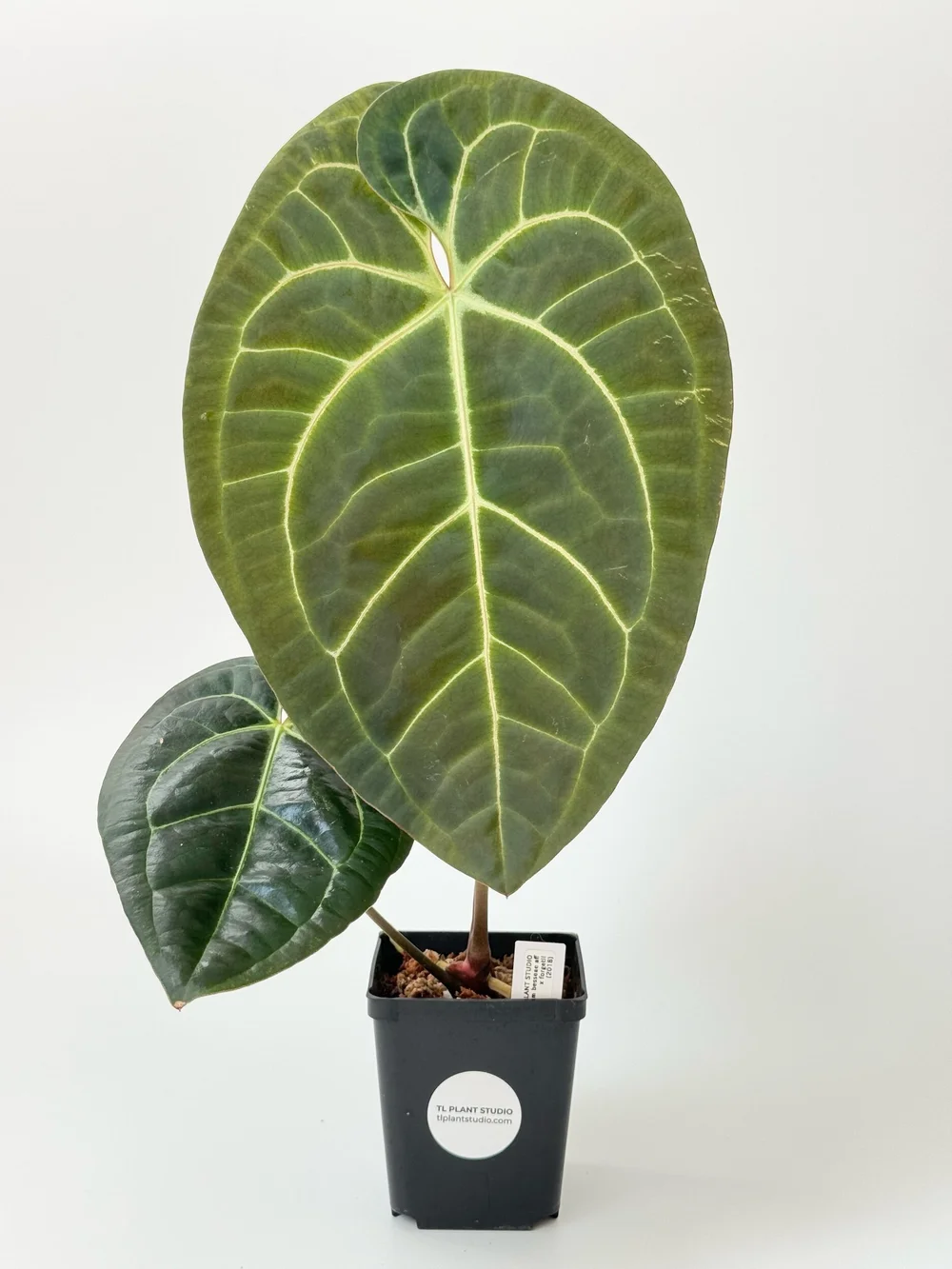 Large Anthurium besseae aff x forgetii #2018 — TL PLANT STUDIO