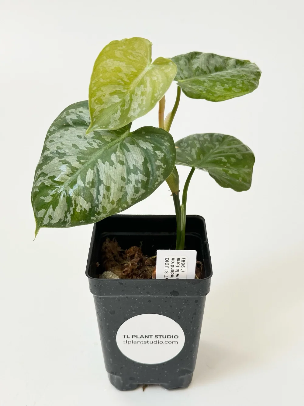 Philodendron brandtianum wild form #1969  TL PLANT STUDIO