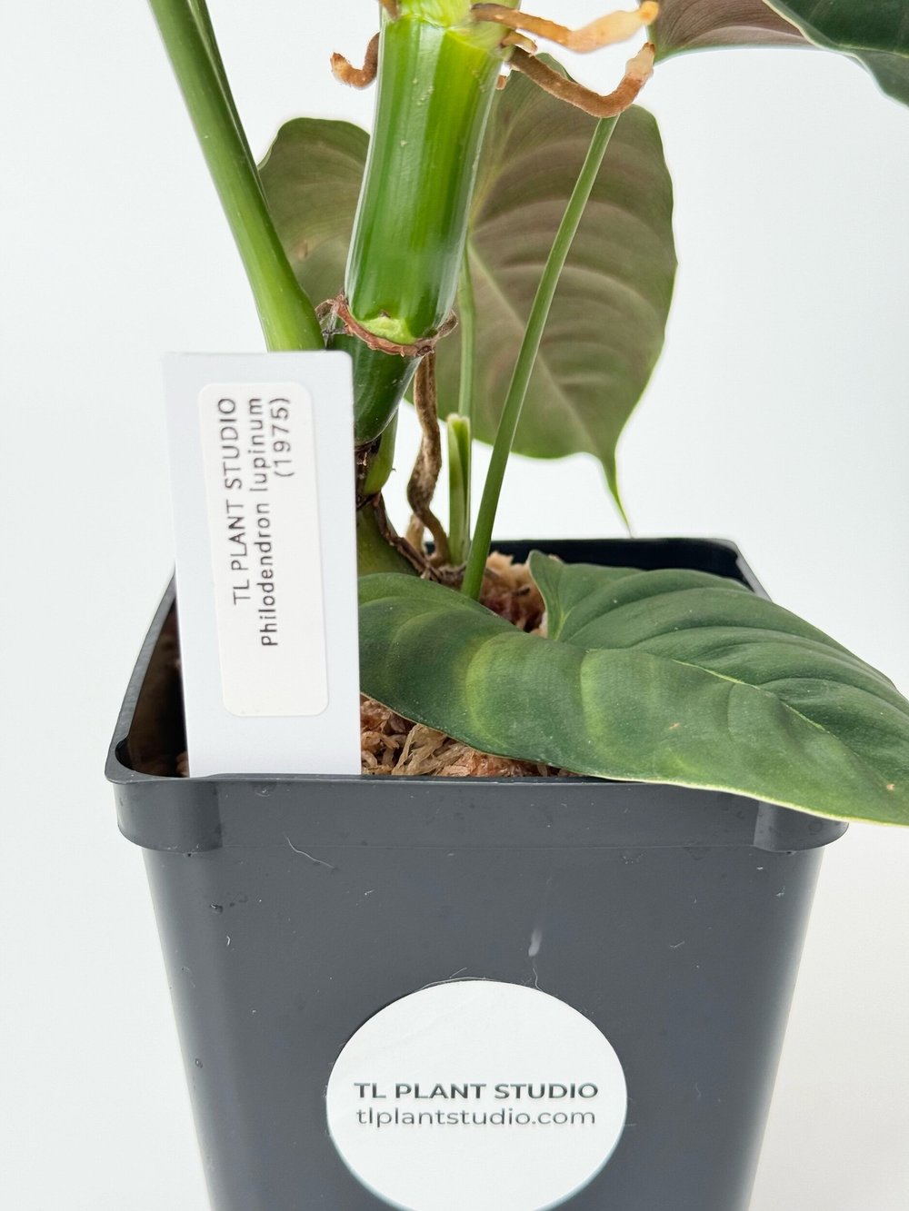 Philodendron lupinum Mature #1975  TL PLANT STUDIO