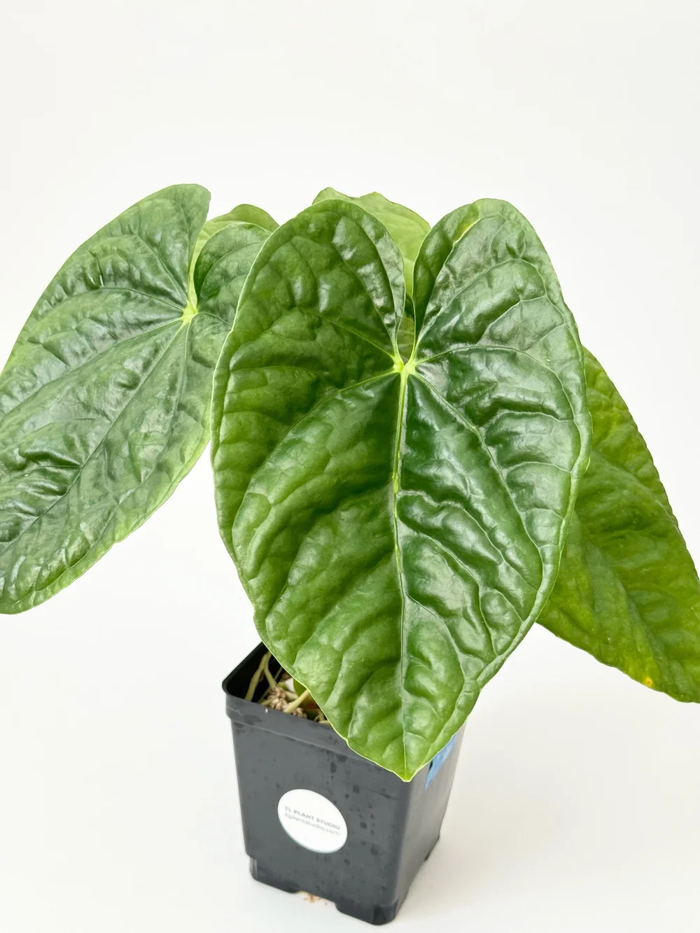 Anthurium altaverapazense x luxurians #1981 — TL PLANT STUDIO