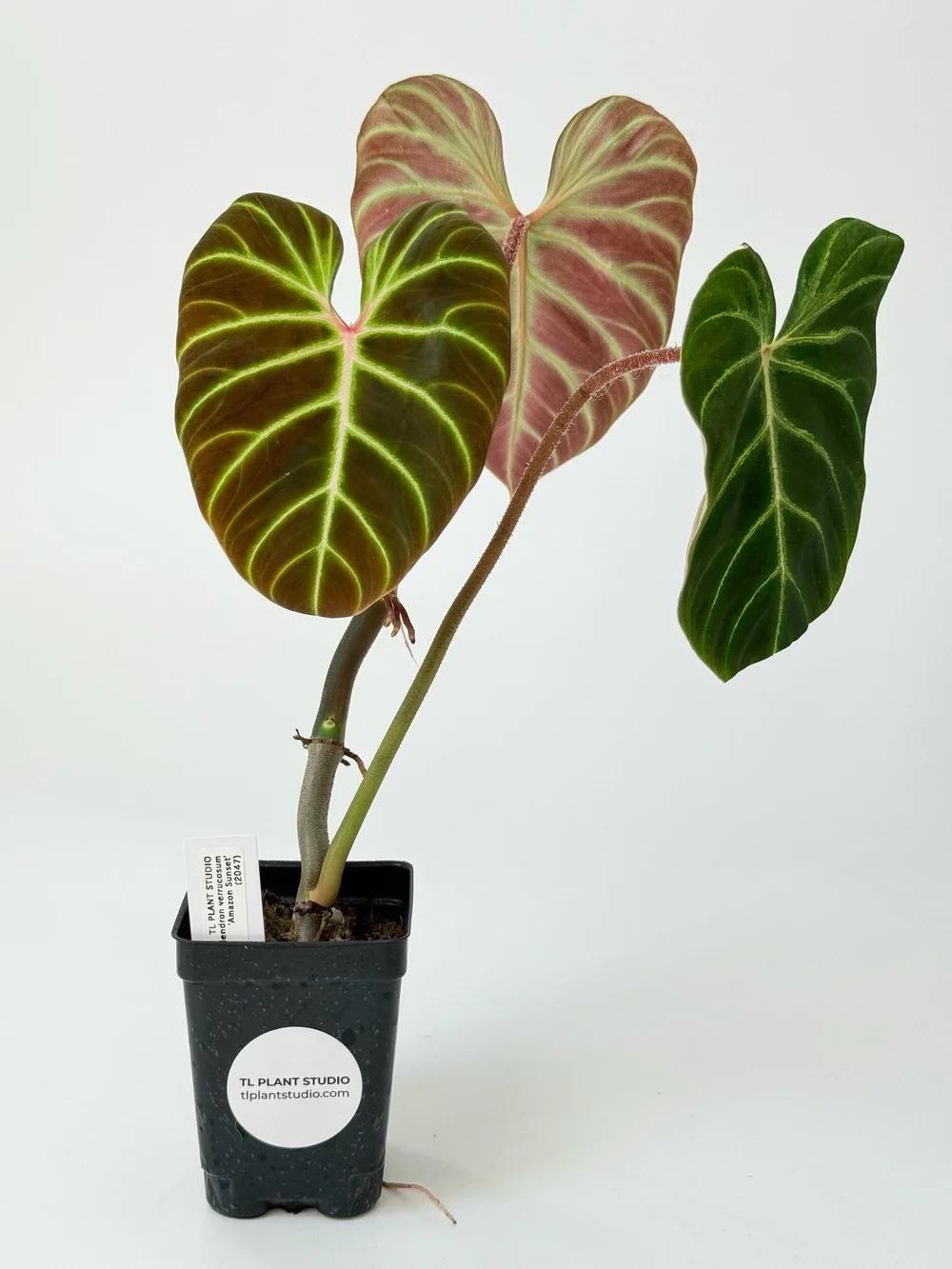 lime philodendron Lemon Lime Philodendron in 3inch Nursery Pot main image 0