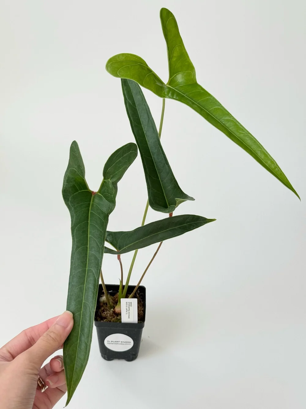 artifical house plants 15-Inch Tabletop Artificial Green Leaf Plant Potted in Distressed Gray   MyGift