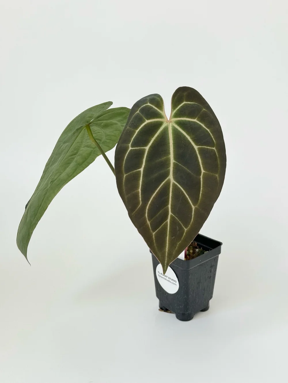 Anthurium crystallinum x besseae aff #2052 — TL PLANT STUDIO