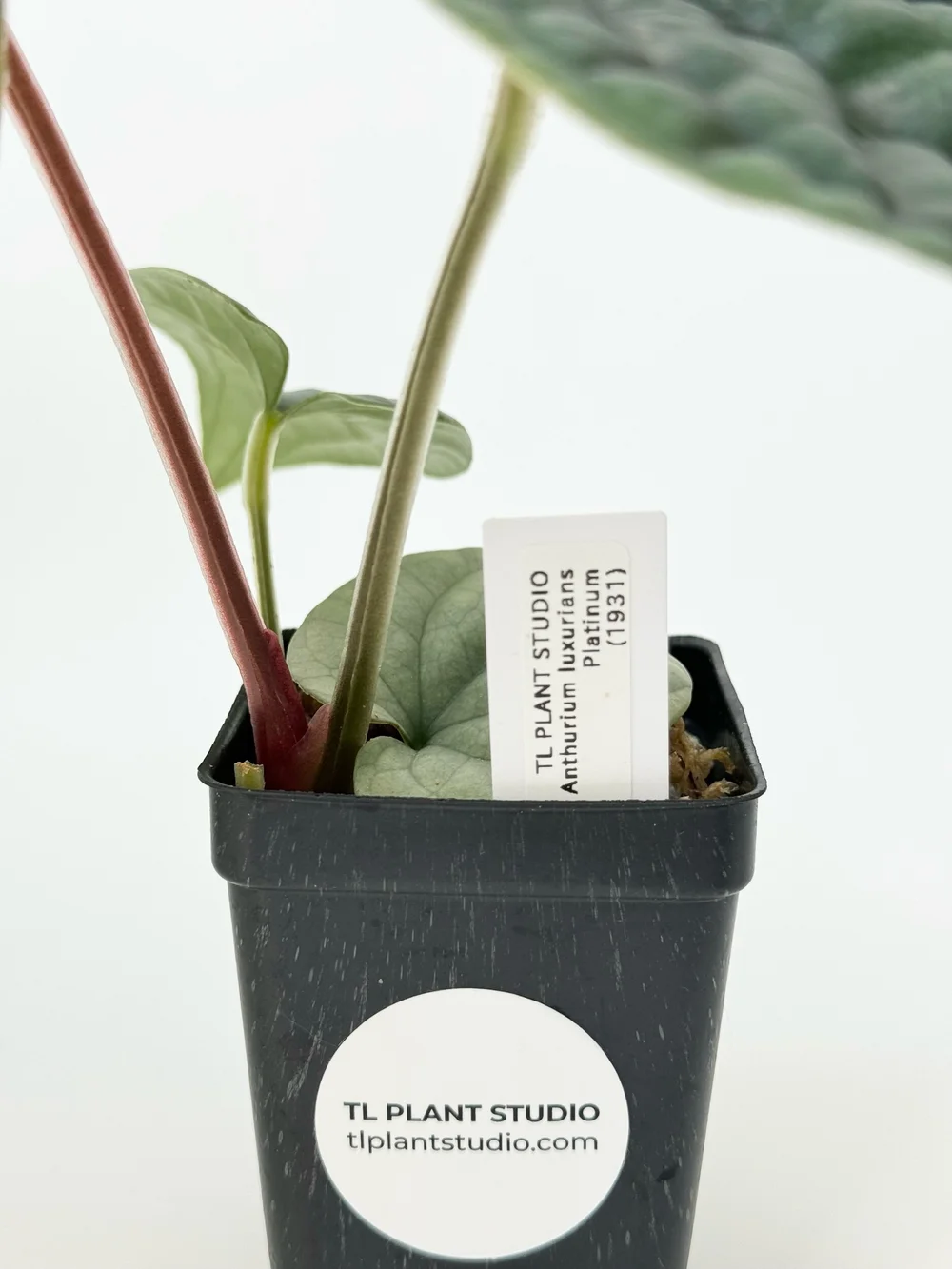 Anthurium luxurians Platinum #1931  TL PLANT STUDIO