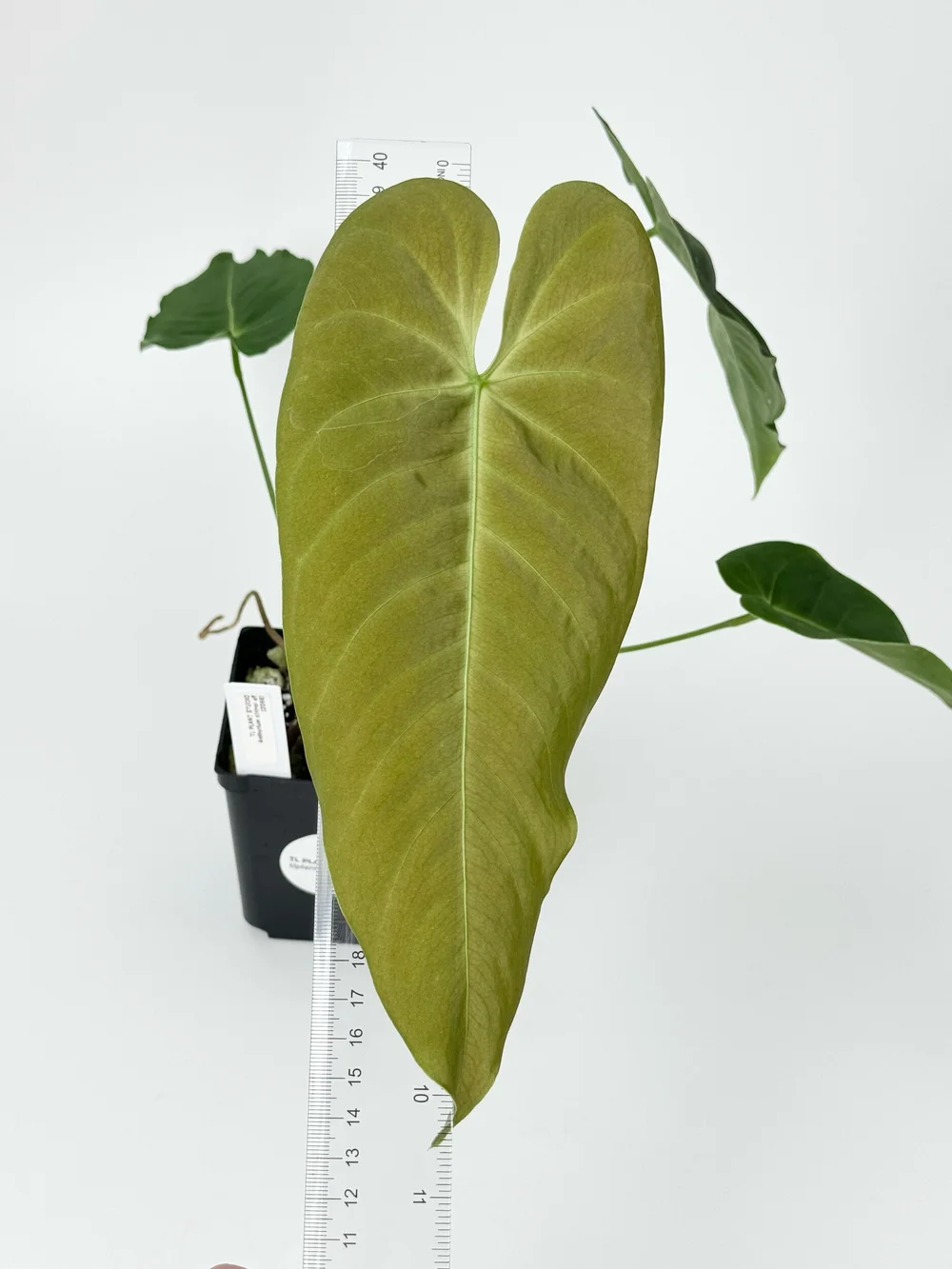Anthurium cirinoi aff #2066  TL PLANT STUDIO